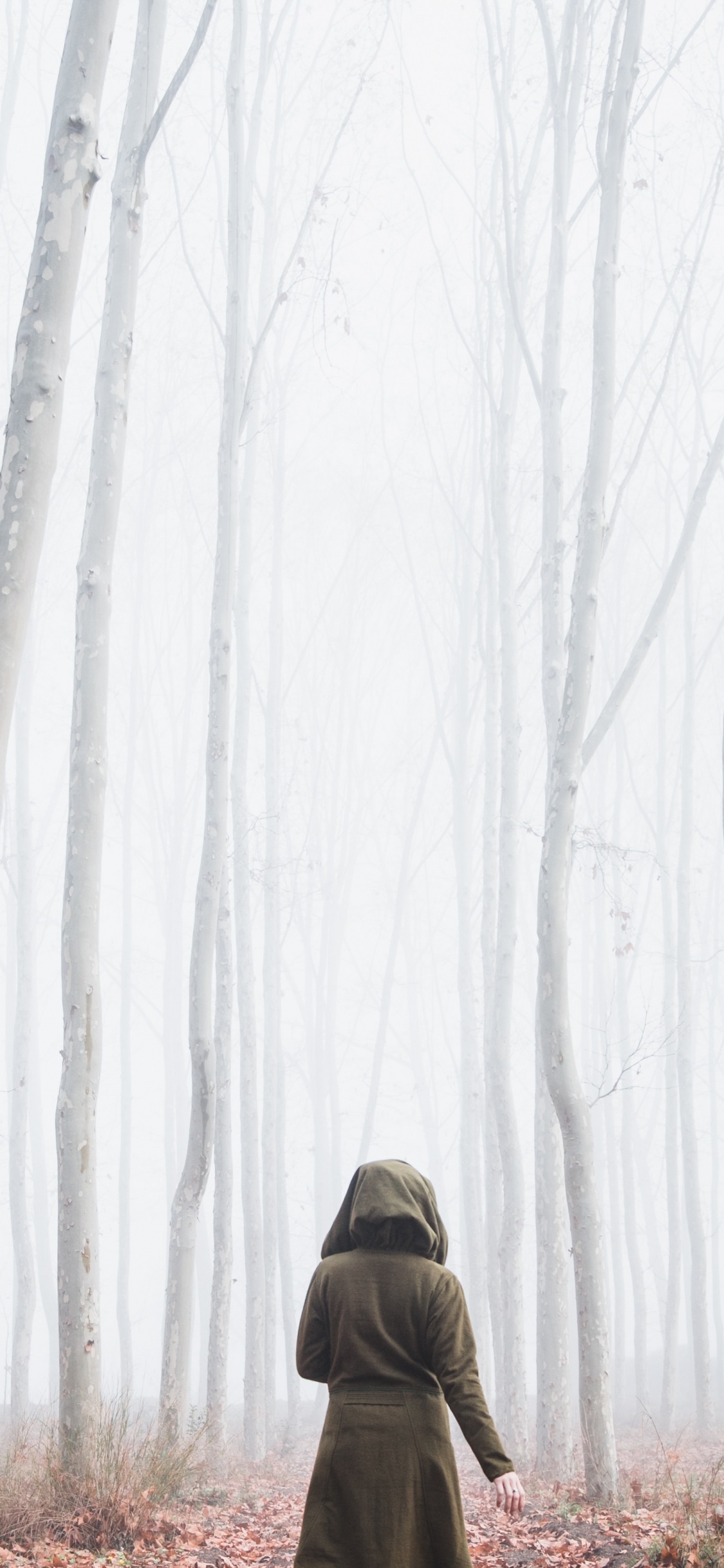 Nebel, Wald, Branch, Natürlichen Umgebung, Winter. Wallpaper in 1125x2436 Resolution