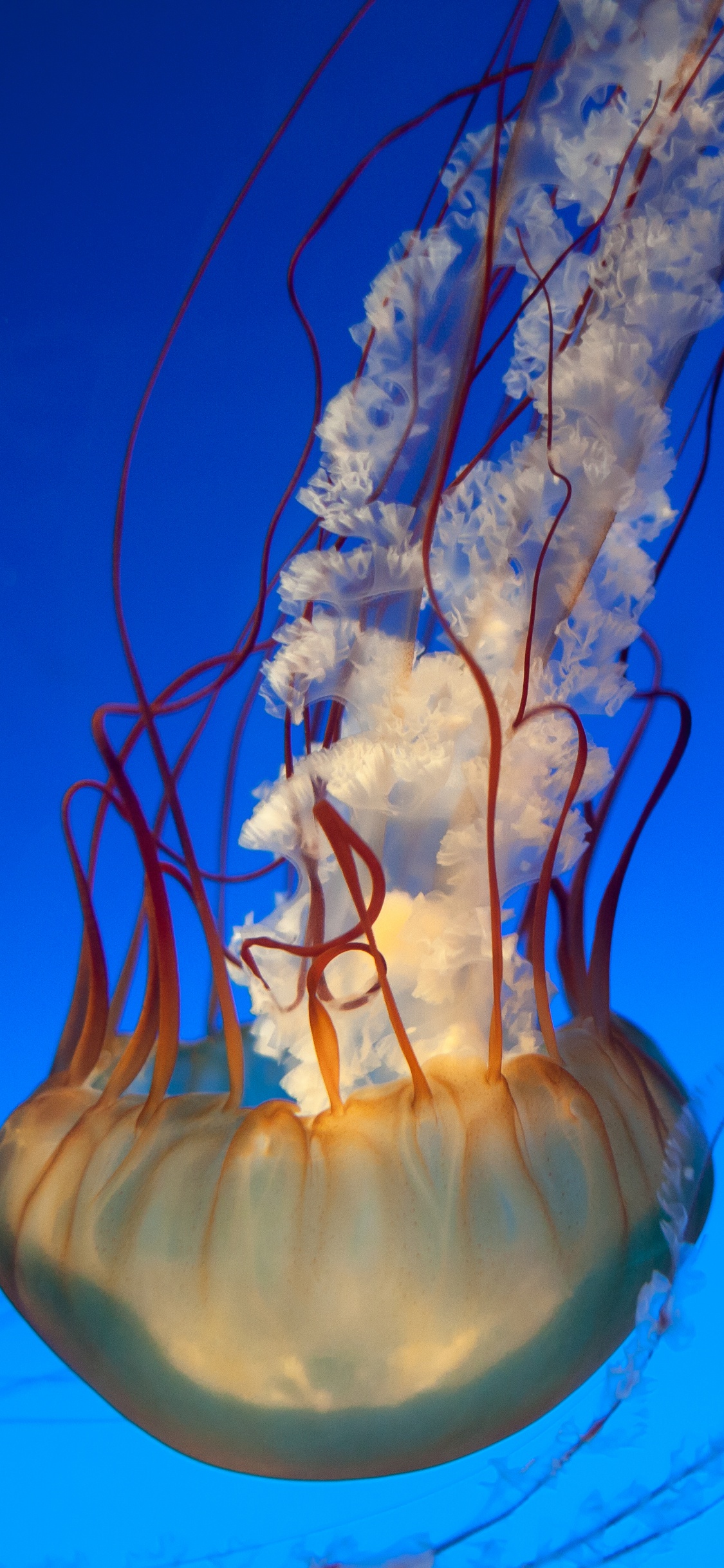 Medusa Azul en Agua Azul. Wallpaper in 1125x2436 Resolution