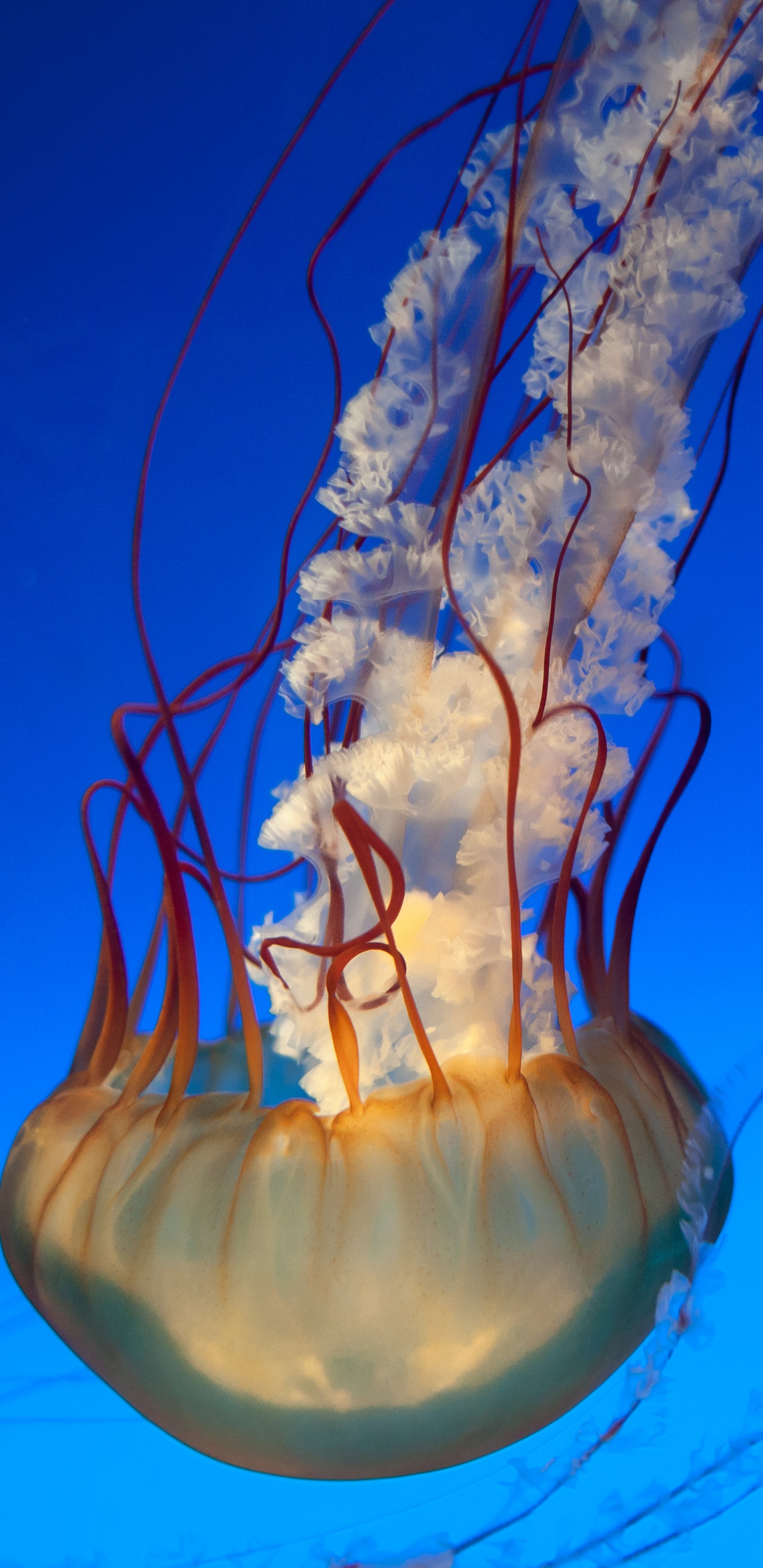 Blue Jellyfish in Blue Water. Wallpaper in 1440x2960 Resolution