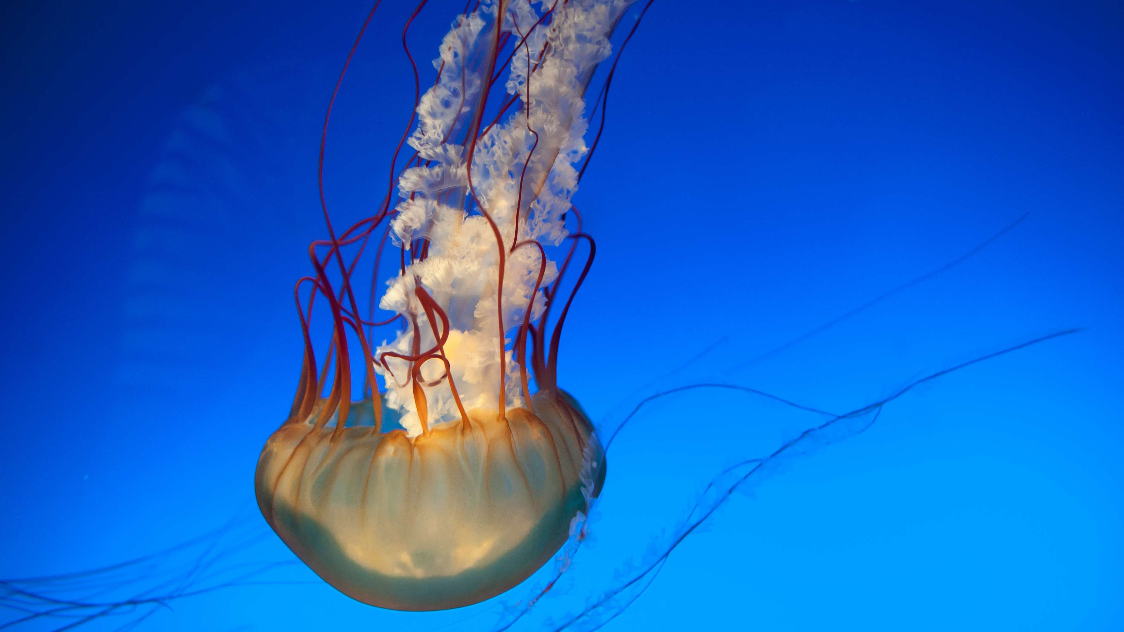 Blue Jellyfish in Blue Water. Wallpaper in 3840x2160 Resolution
