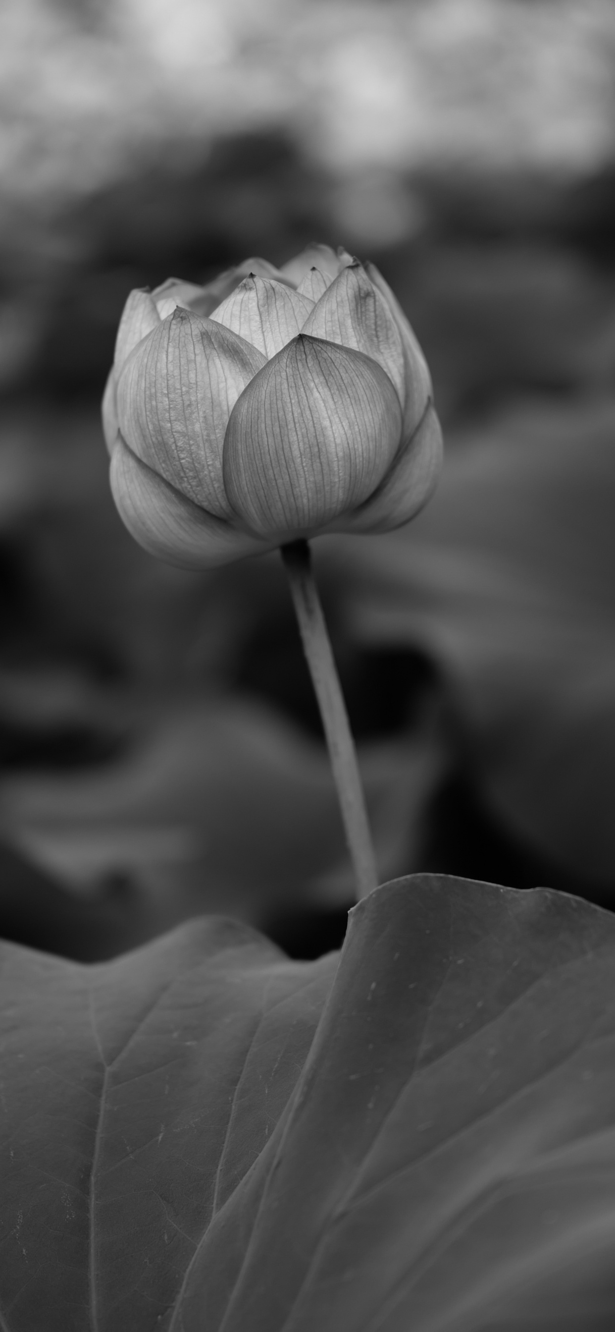 Graustufenfoto Der Blütenknospe. Wallpaper in 1242x2688 Resolution