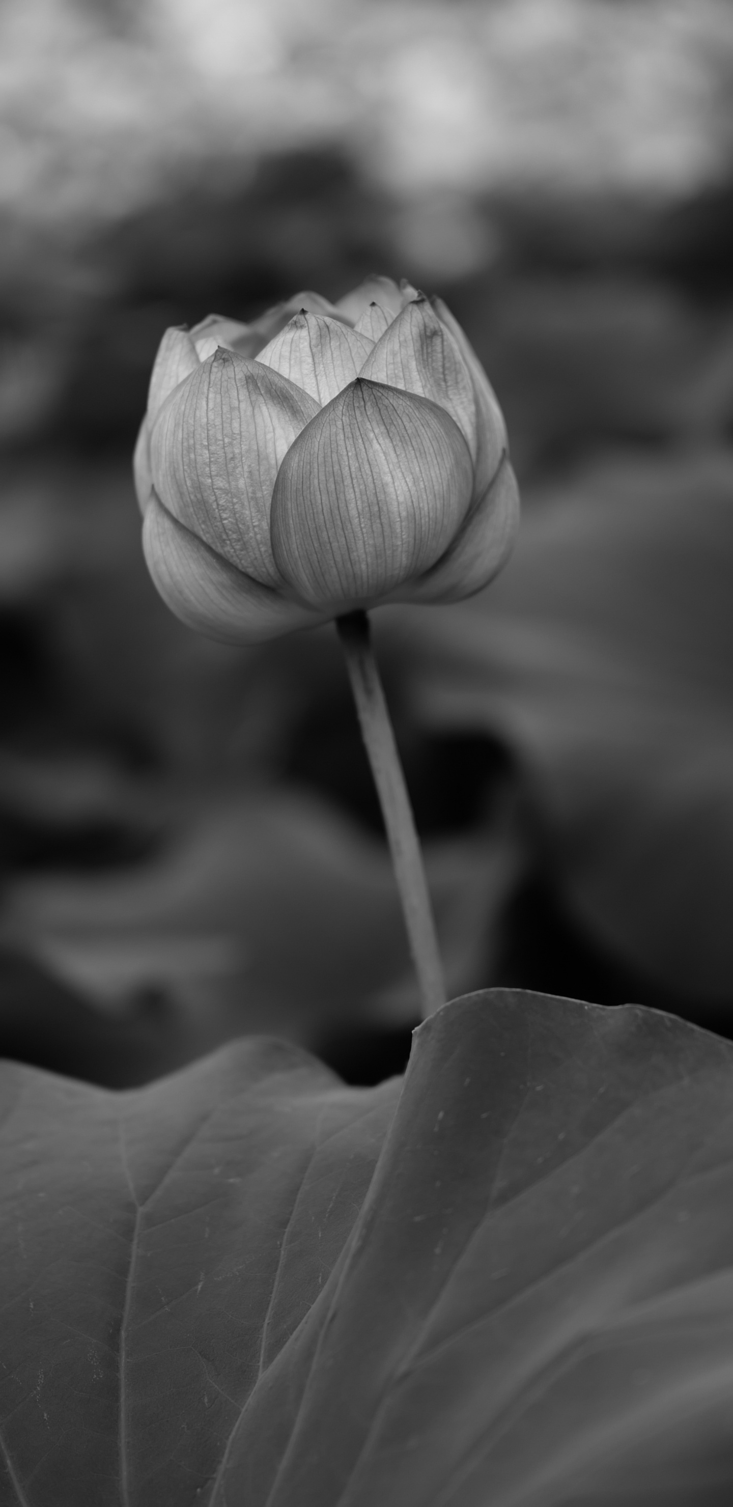 Graustufenfoto Der Blütenknospe. Wallpaper in 1440x2960 Resolution