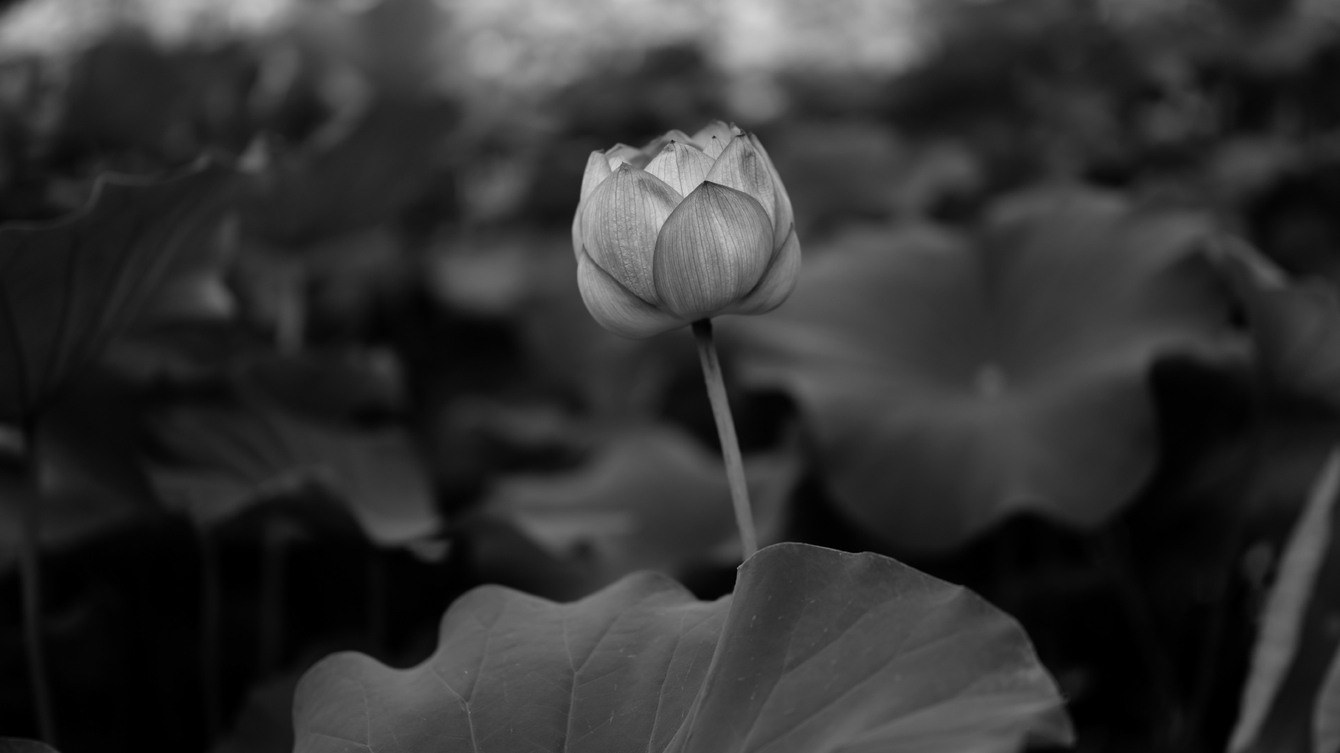 Photo en Niveaux de Gris D'un Bouton Floral. Wallpaper in 1920x1080 Resolution