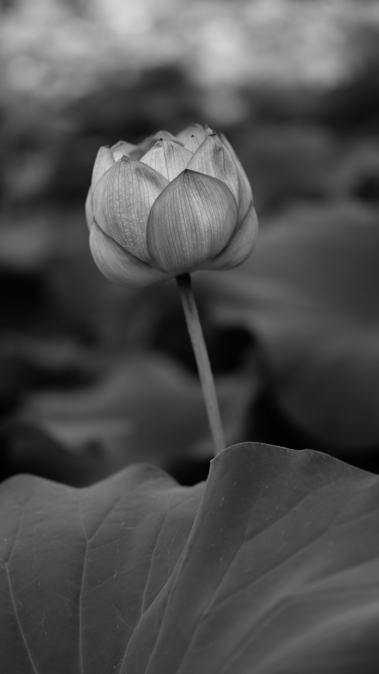Grayscale Photo of Flower Bud. Wallpaper in 750x1334 Resolution