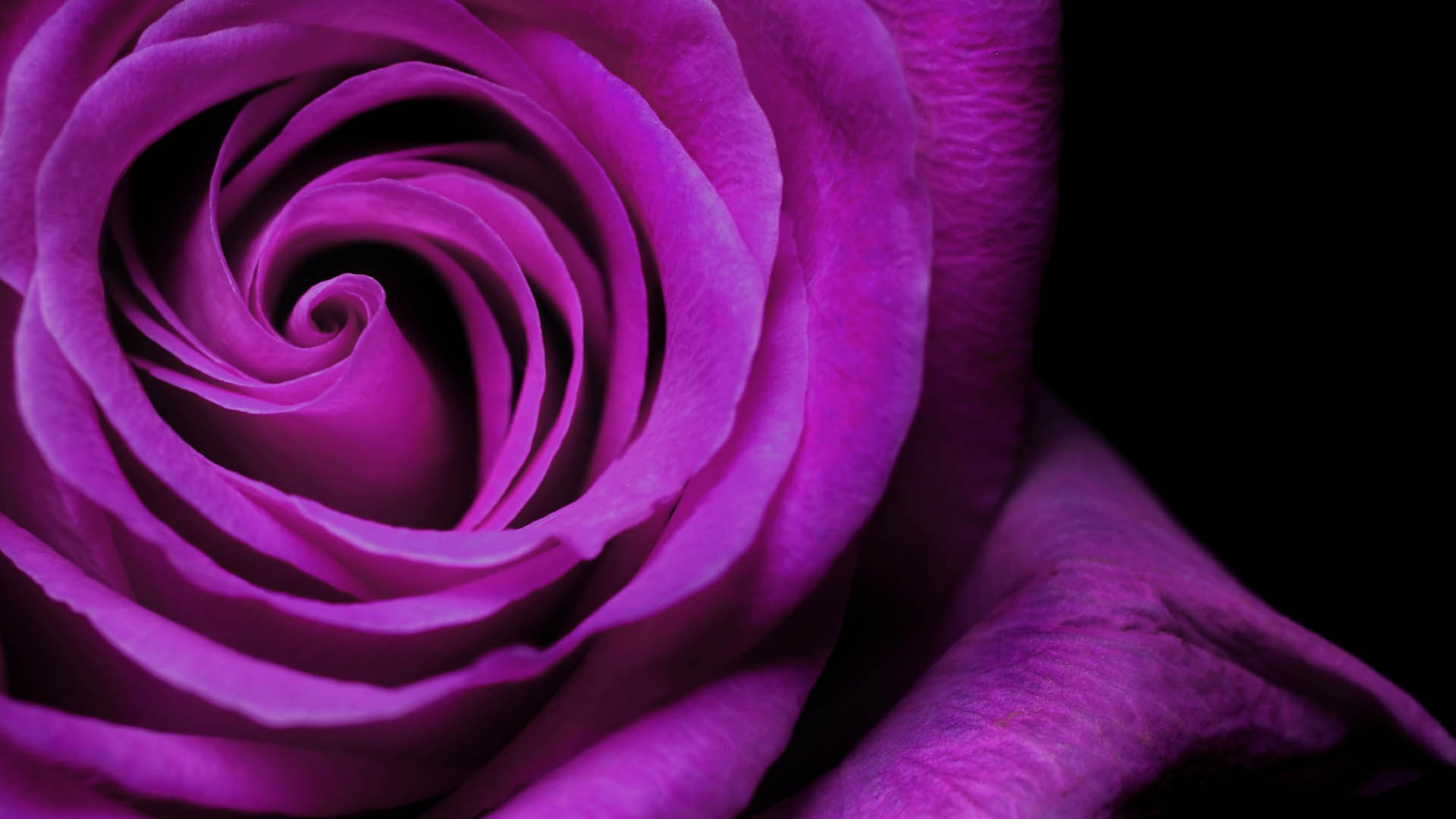 Purple Rose in Bloom Close up Photo. Wallpaper in 1920x1080 Resolution