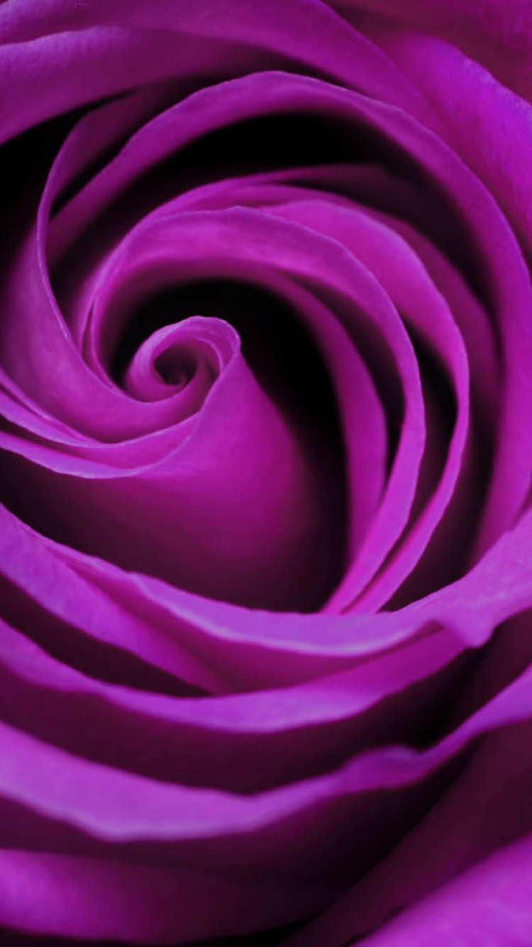 Purple Rose in Bloom Close up Photo. Wallpaper in 750x1334 Resolution