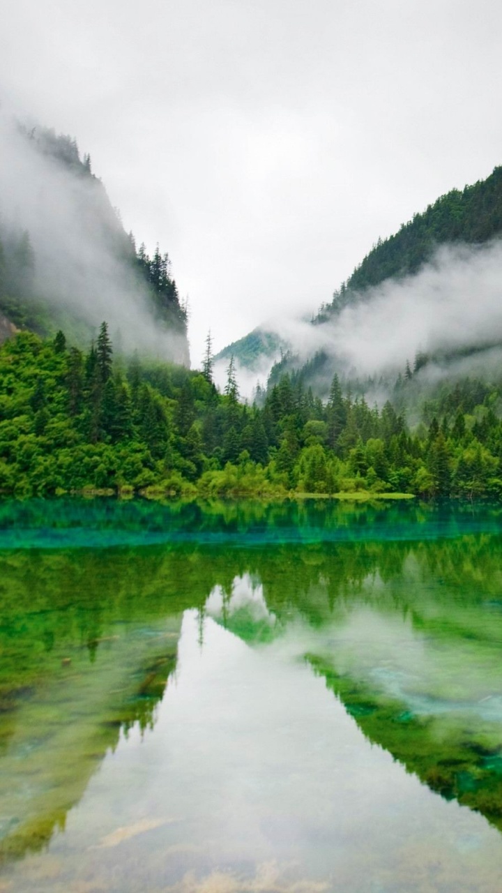 Green Trees Beside River Under White Sky During Daytime. Wallpaper in 720x1280 Resolution