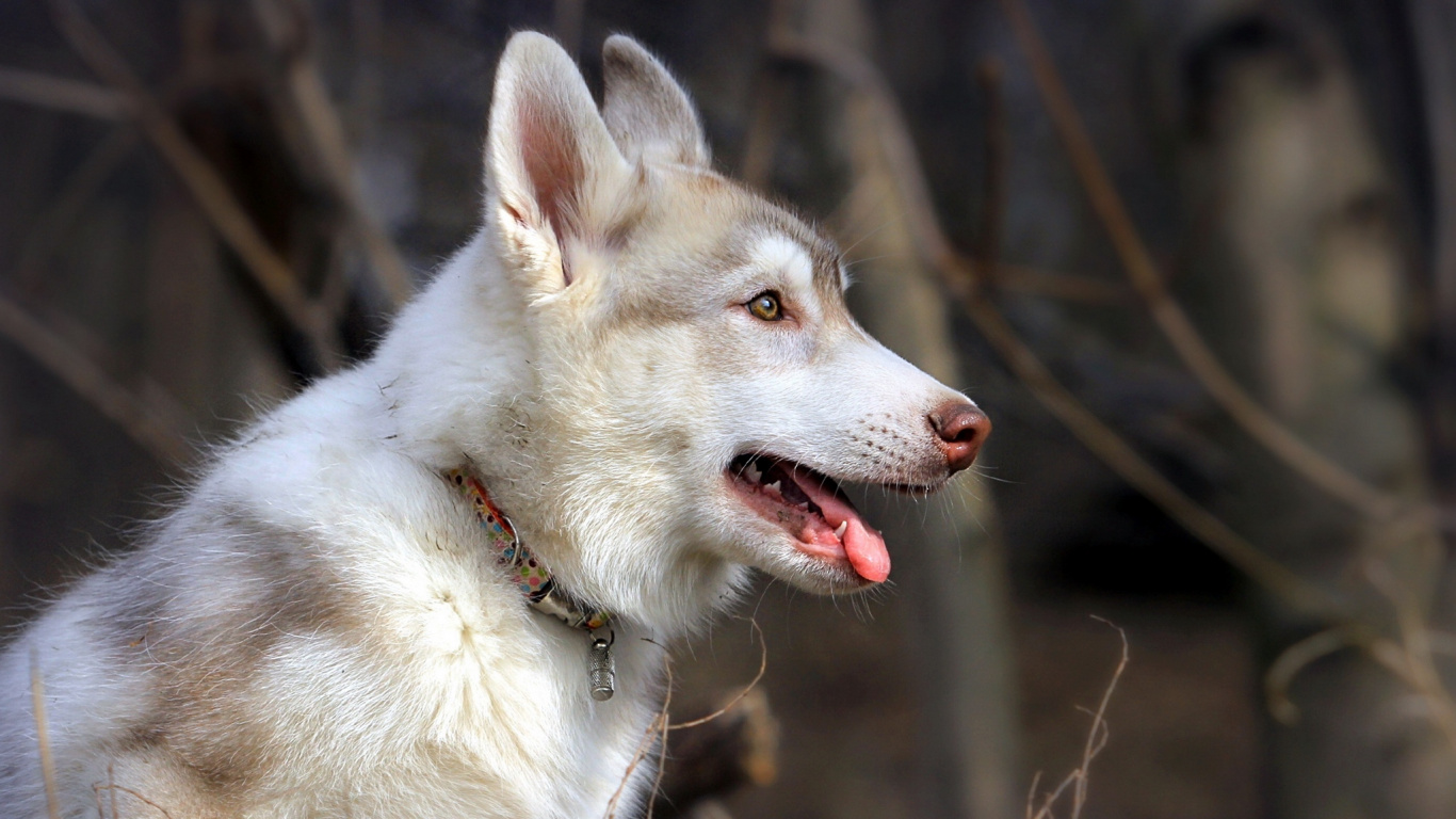 White and Brown Siberian Husky. Wallpaper in 1366x768 Resolution