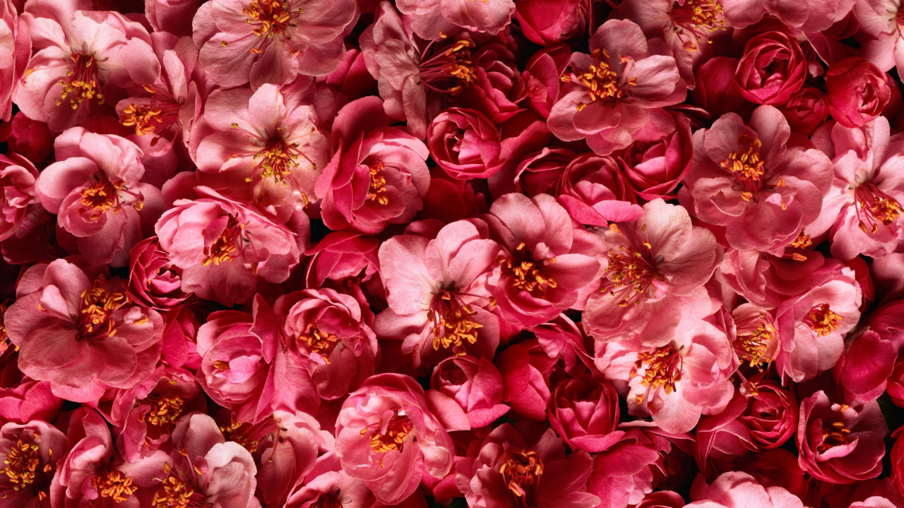 Pétalos de Flores Rosas y Blancas. Wallpaper in 1280x720 Resolution