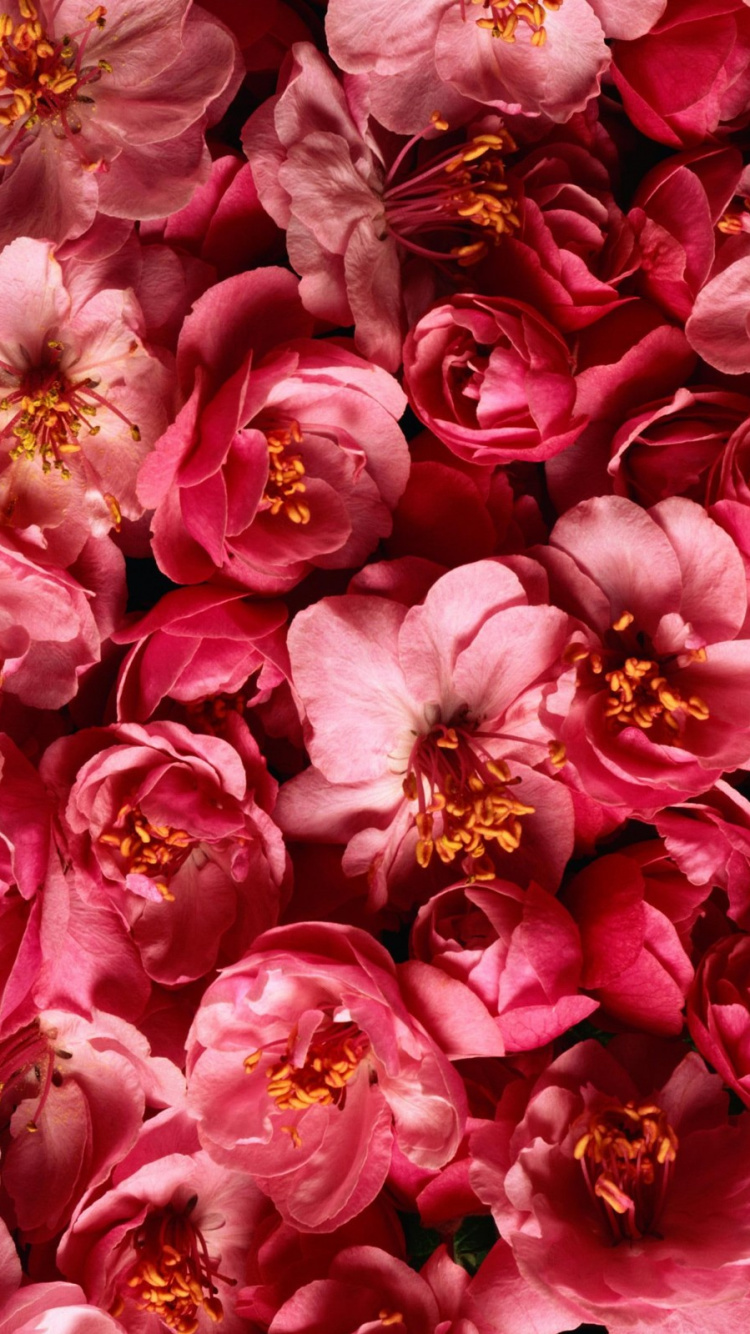 Pétalos de Flores Rosas y Blancas. Wallpaper in 750x1334 Resolution