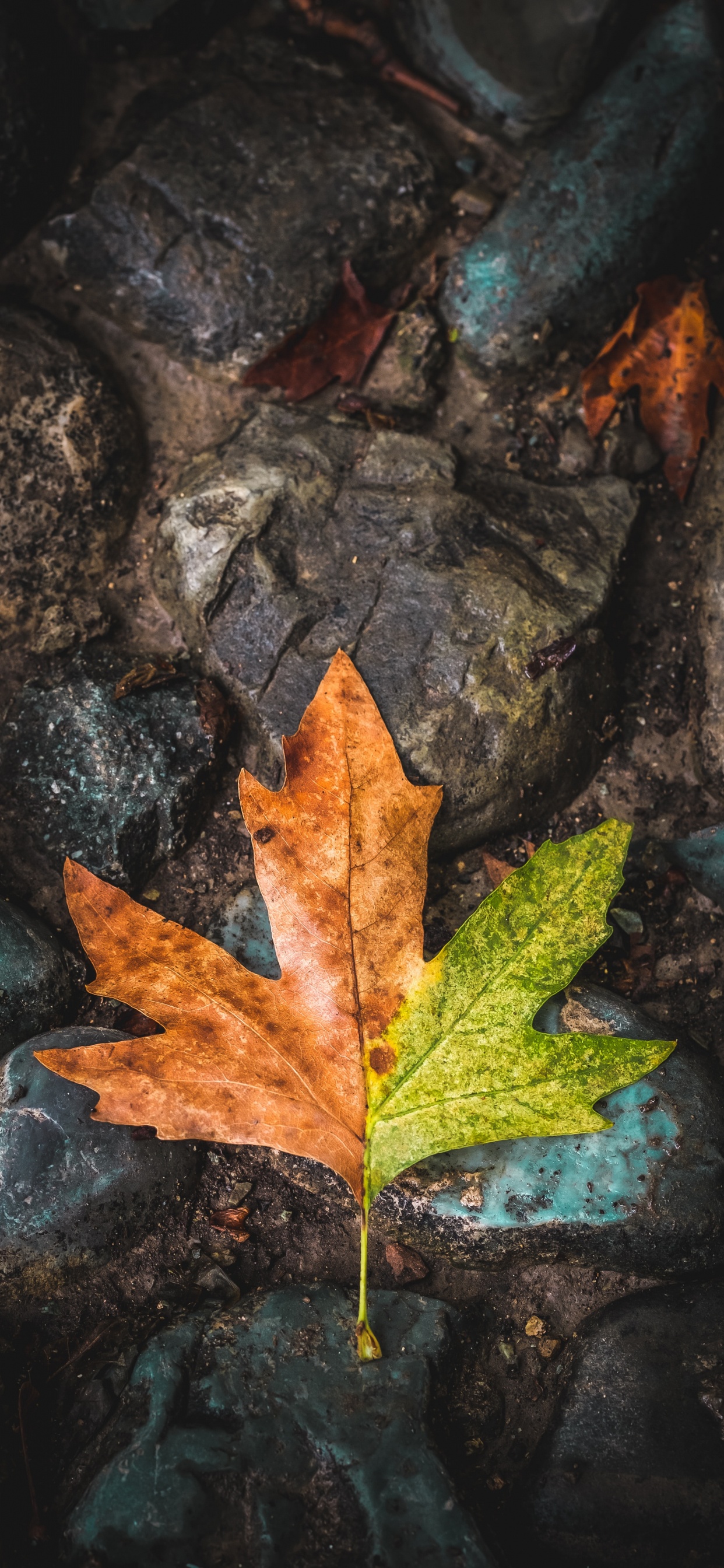 Blatt, Maple Leaf, Baum, Gr, Brown. Wallpaper in 1242x2688 Resolution