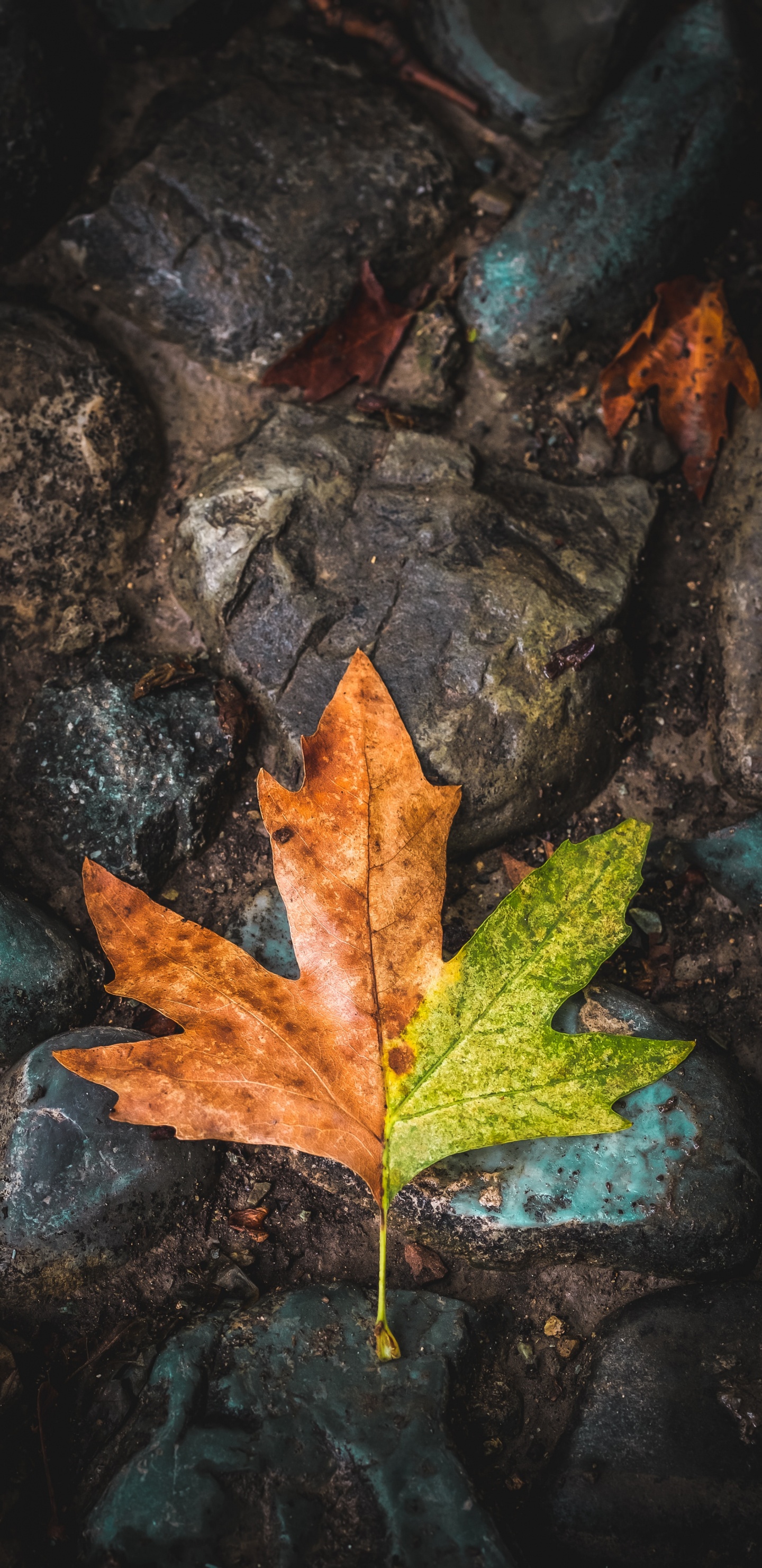 Blatt, Maple Leaf, Baum, Gr, Brown. Wallpaper in 1440x2960 Resolution