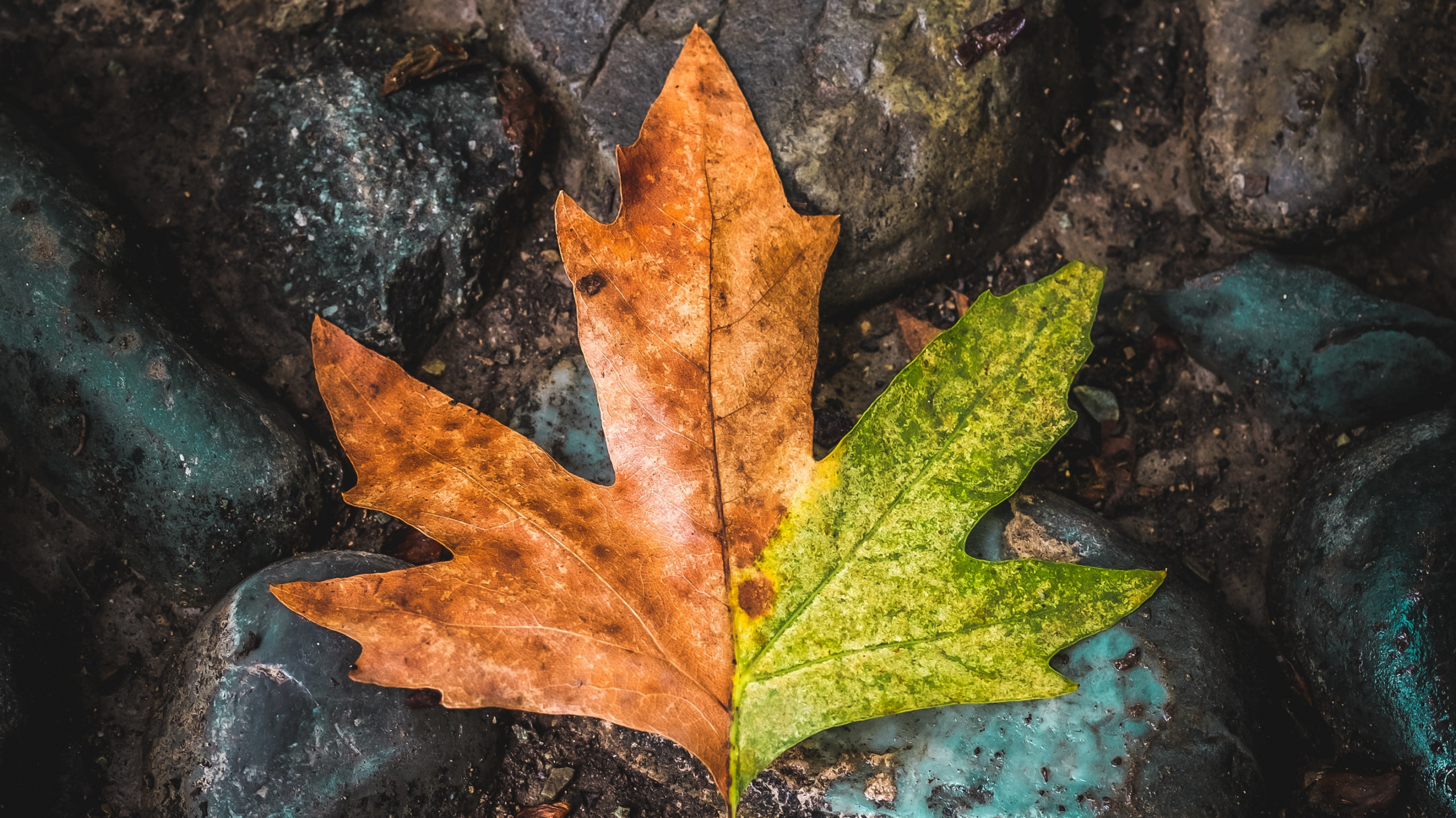 Download 2560x1440 Wallpaper Leaf, Maple Leaf, Tree, Green, Brown Leaf, Maple Leaf, Tree, Green, Brown. Wallpaper in 2560x1440 Resolution