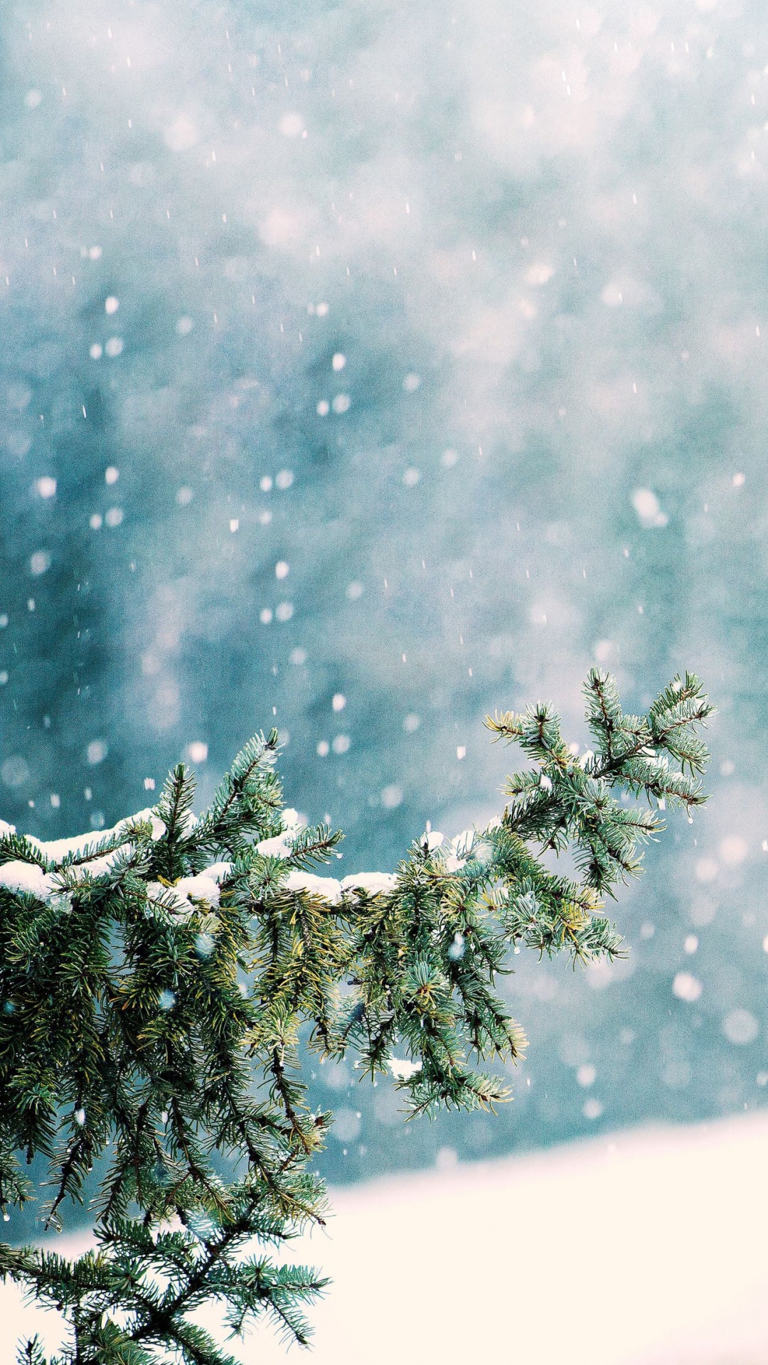 Nieve, Ambiente, Sucursal, Paisaje Natural, Ramita. Wallpaper in 1080x1920 Resolution