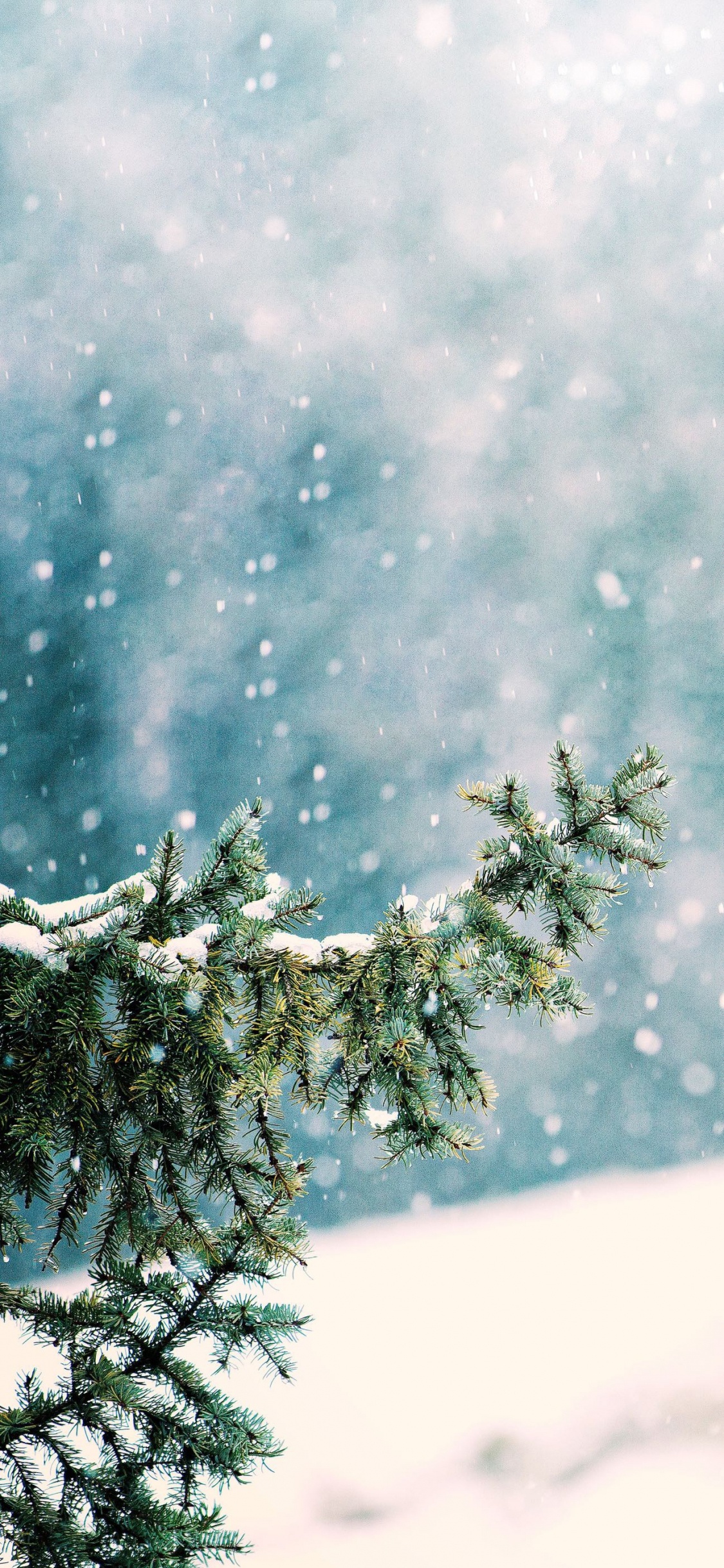 Nieve, Ambiente, Sucursal, Paisaje Natural, Ramita. Wallpaper in 1125x2436 Resolution