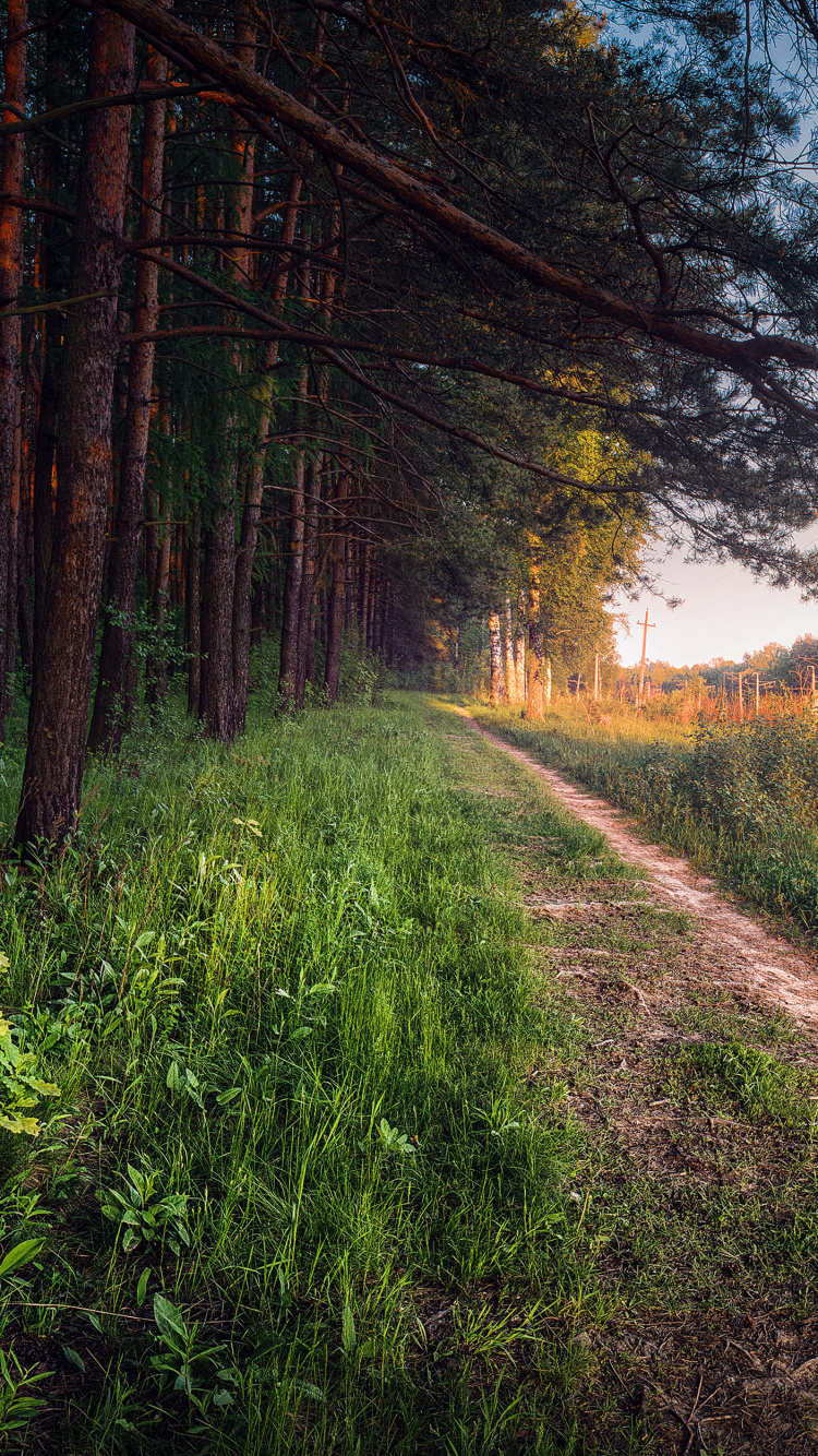 Herbe Verte et Arbres Bruns Pendant la Journée. Wallpaper in 750x1334 Resolution