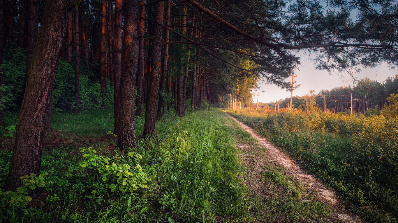 Green Grass and Brown Trees During Daytime. Wallpaper in 1366x768 Resolution