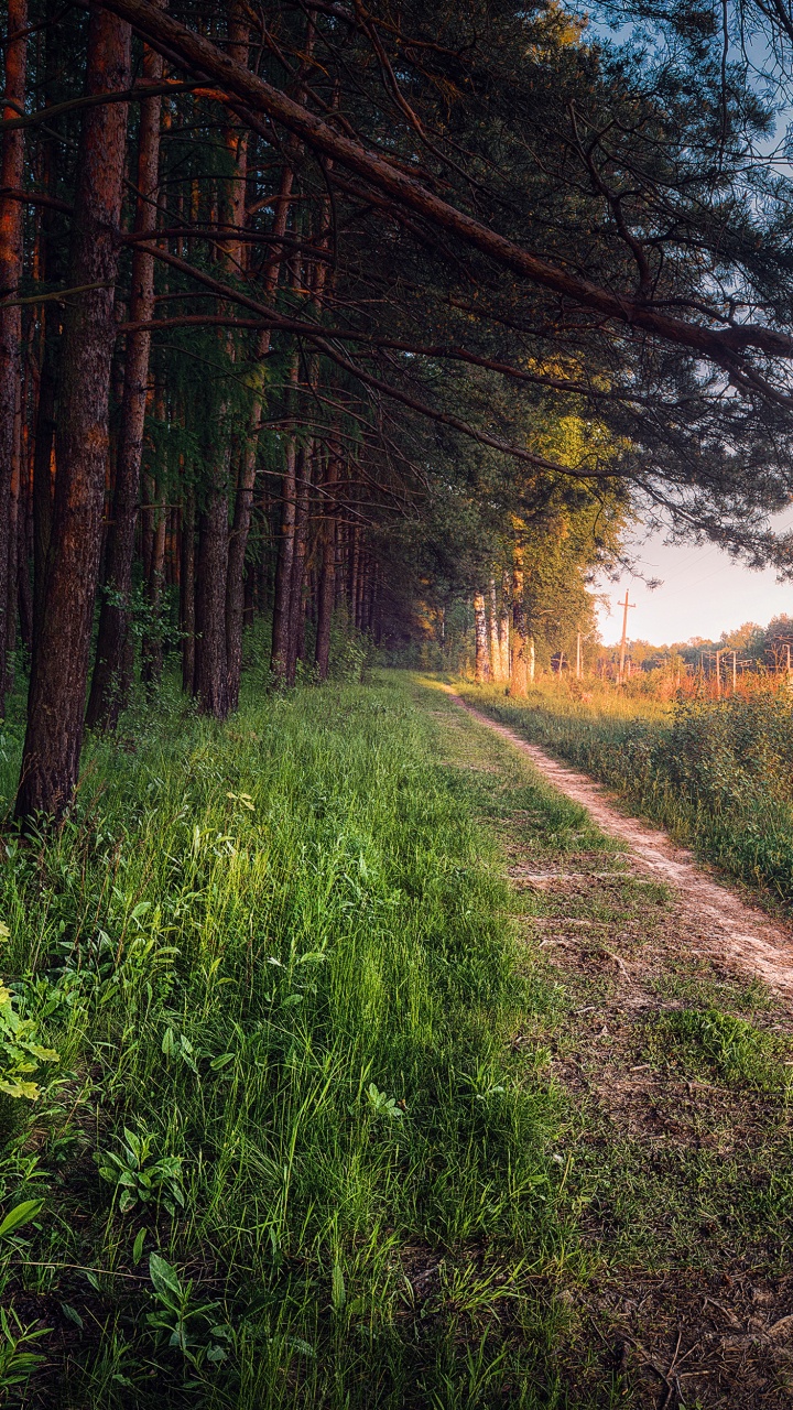 Green Grass and Brown Trees During Daytime. Wallpaper in 720x1280 Resolution