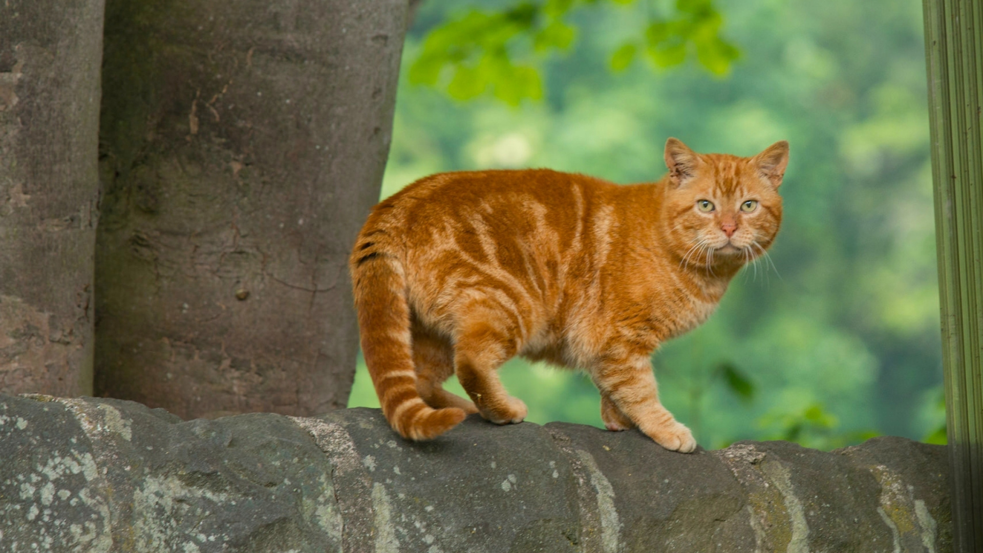 Orange Tabby Cat on Gray Concrete Wall During Daytime. Wallpaper in 1920x1080 Resolution