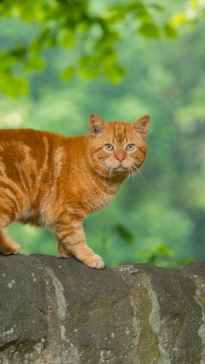 Orange Tabby Cat on Gray Concrete Wall During Daytime. Wallpaper in 720x1280 Resolution