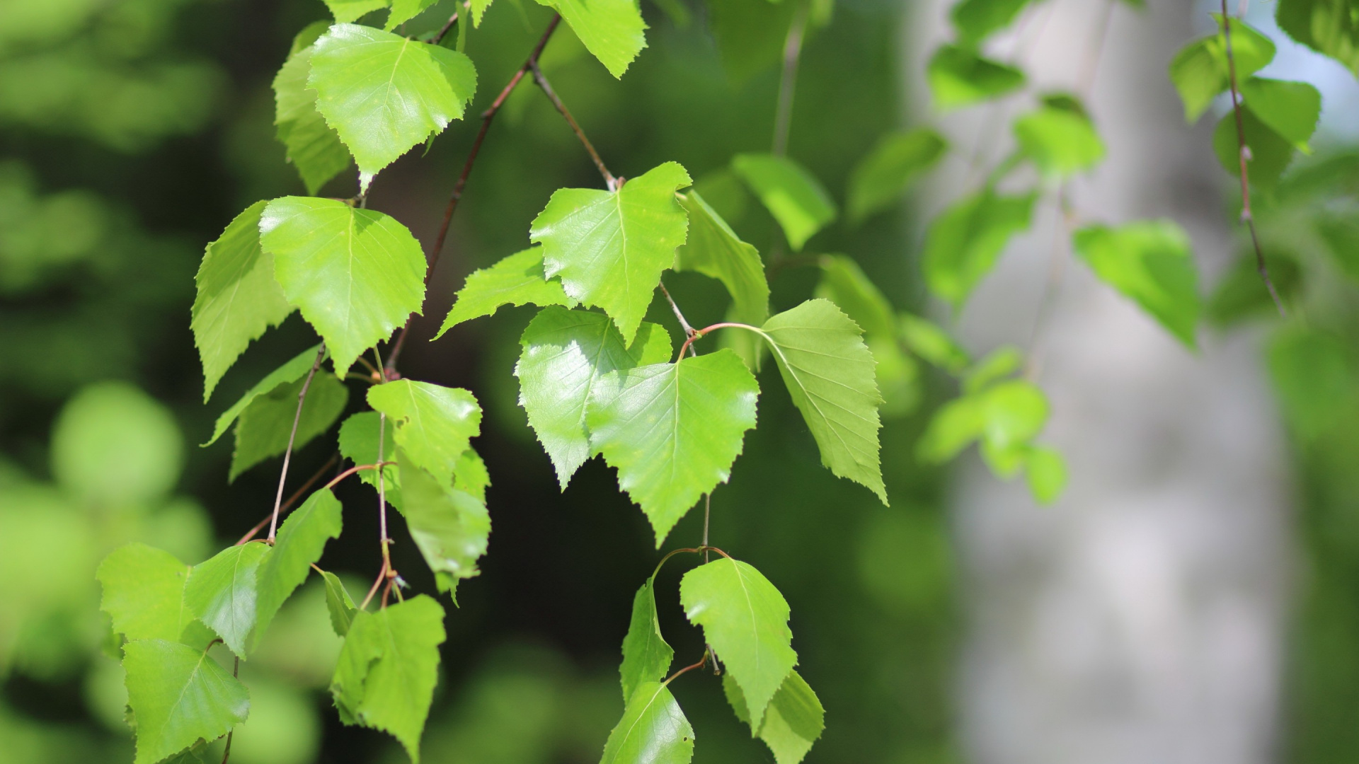 Green Leaves in Tilt Shift Lens. Wallpaper in 1920x1080 Resolution
