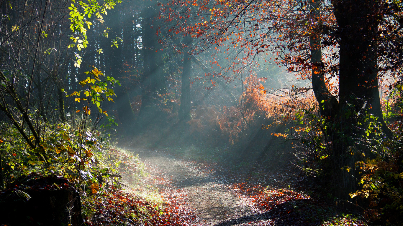 Arbres Bruns et Verts Pendant la Journée. Wallpaper in 1366x768 Resolution