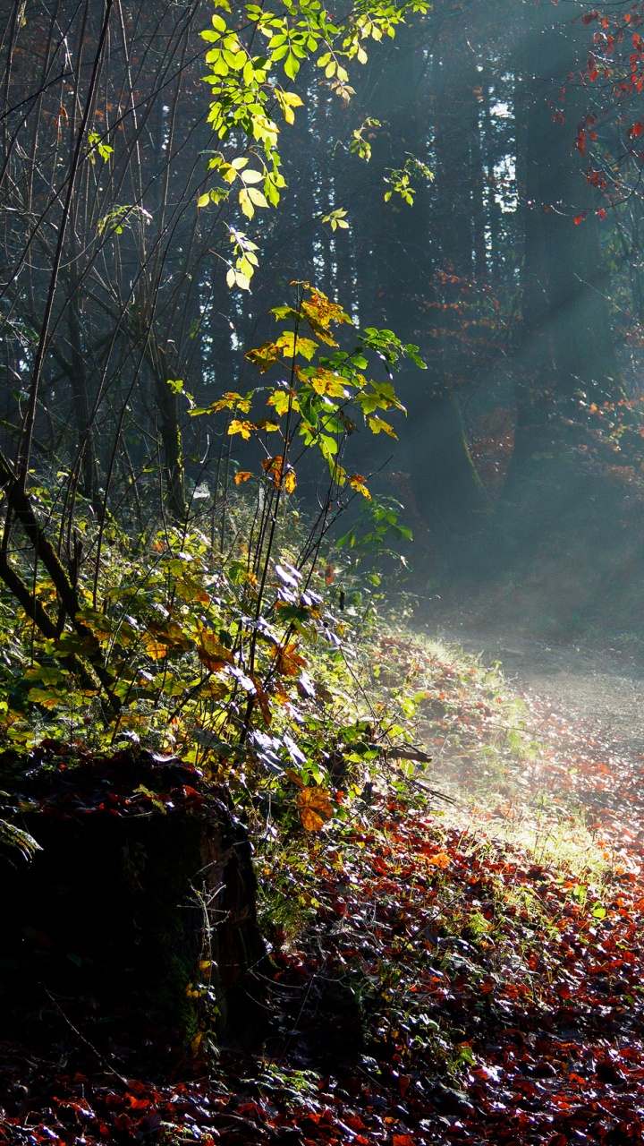 Tagsüber Braune Und Grüne Bäume. Wallpaper in 720x1280 Resolution
