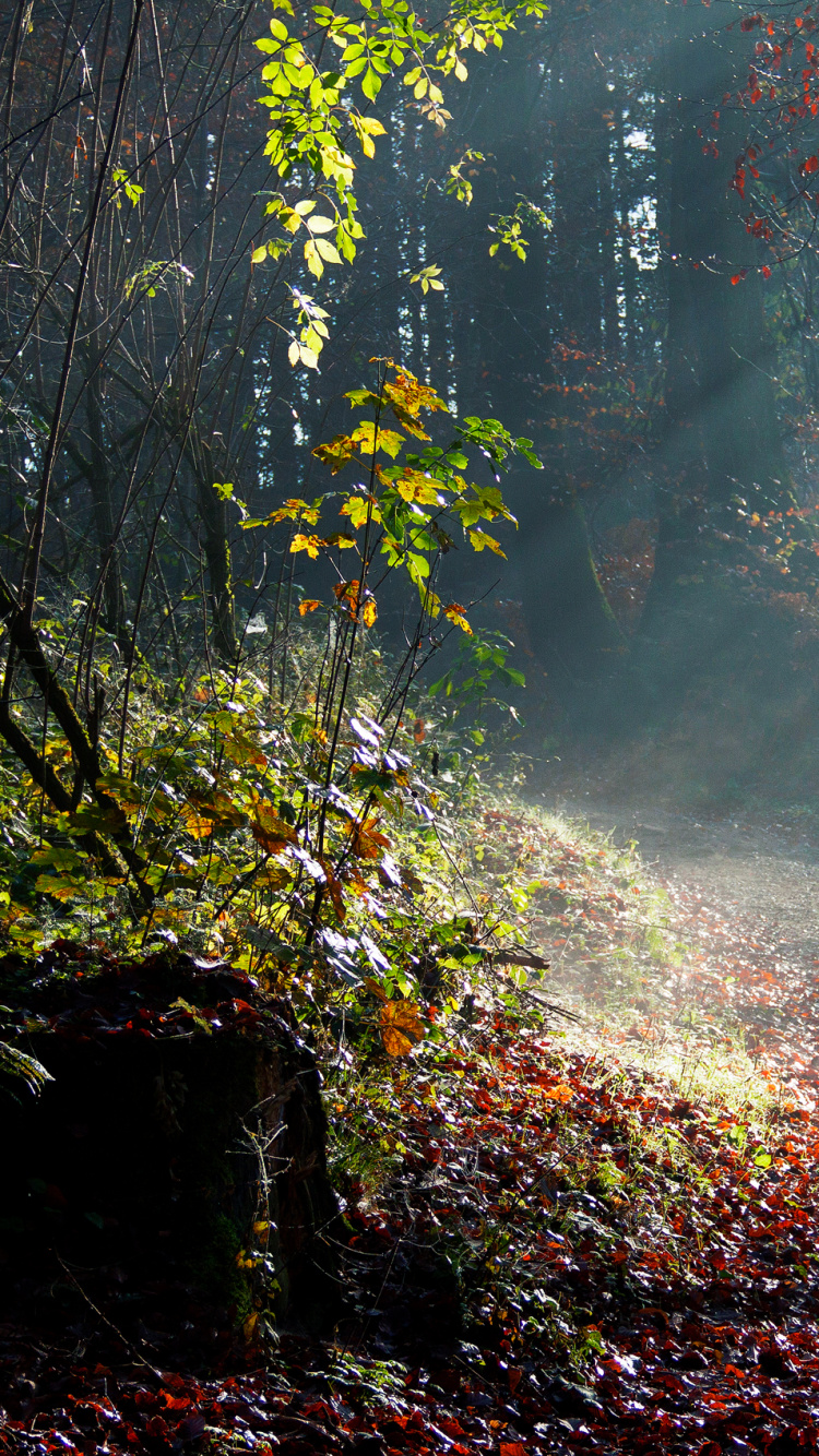 Tagsüber Braune Und Grüne Bäume. Wallpaper in 750x1334 Resolution