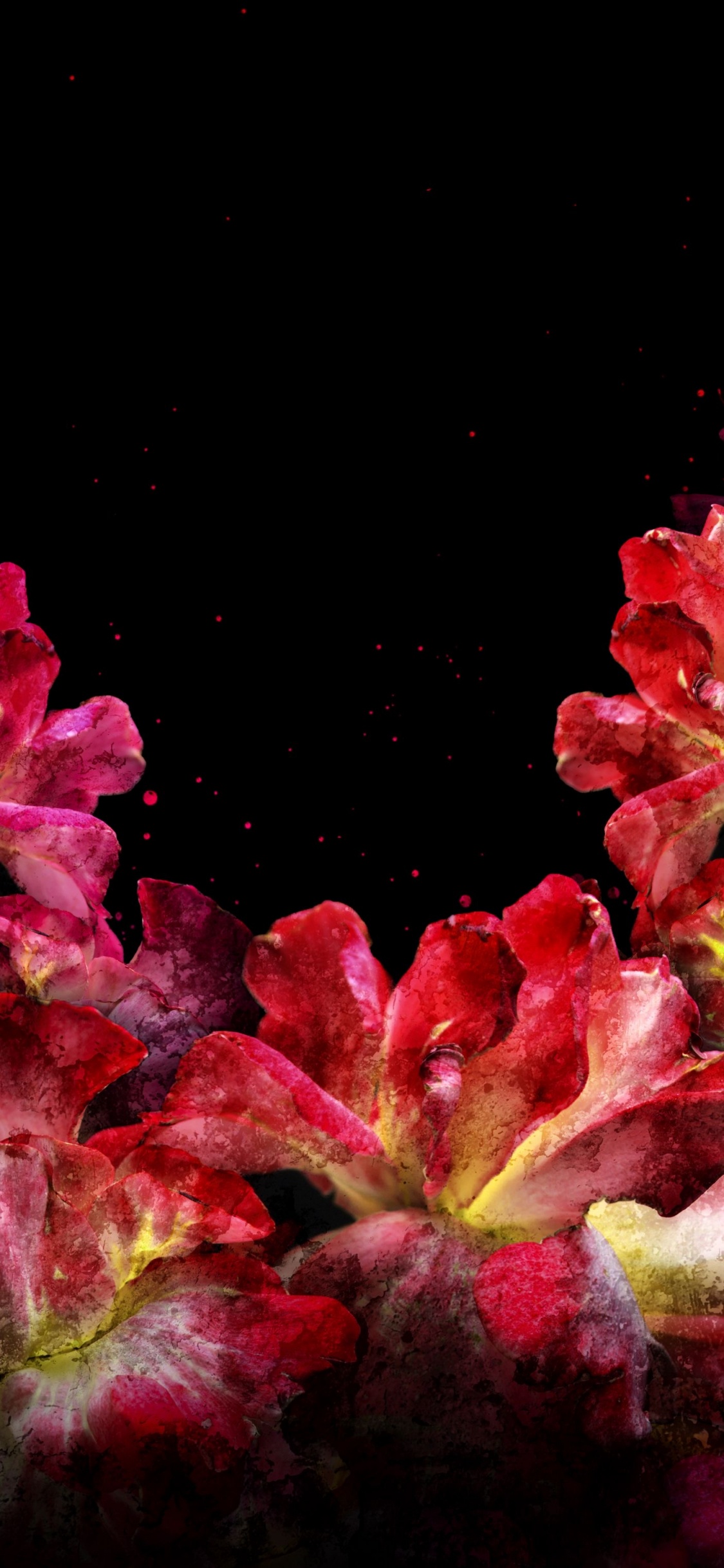 Nature, Wisgoon - Social Network, Flower, Plant, Petal. Wallpaper in 1125x2436 Resolution