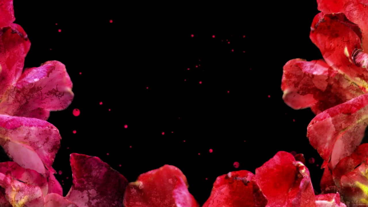 Nature, Wisgoon - Social Network, Flower, Plant, Petal. Wallpaper in 1280x720 Resolution