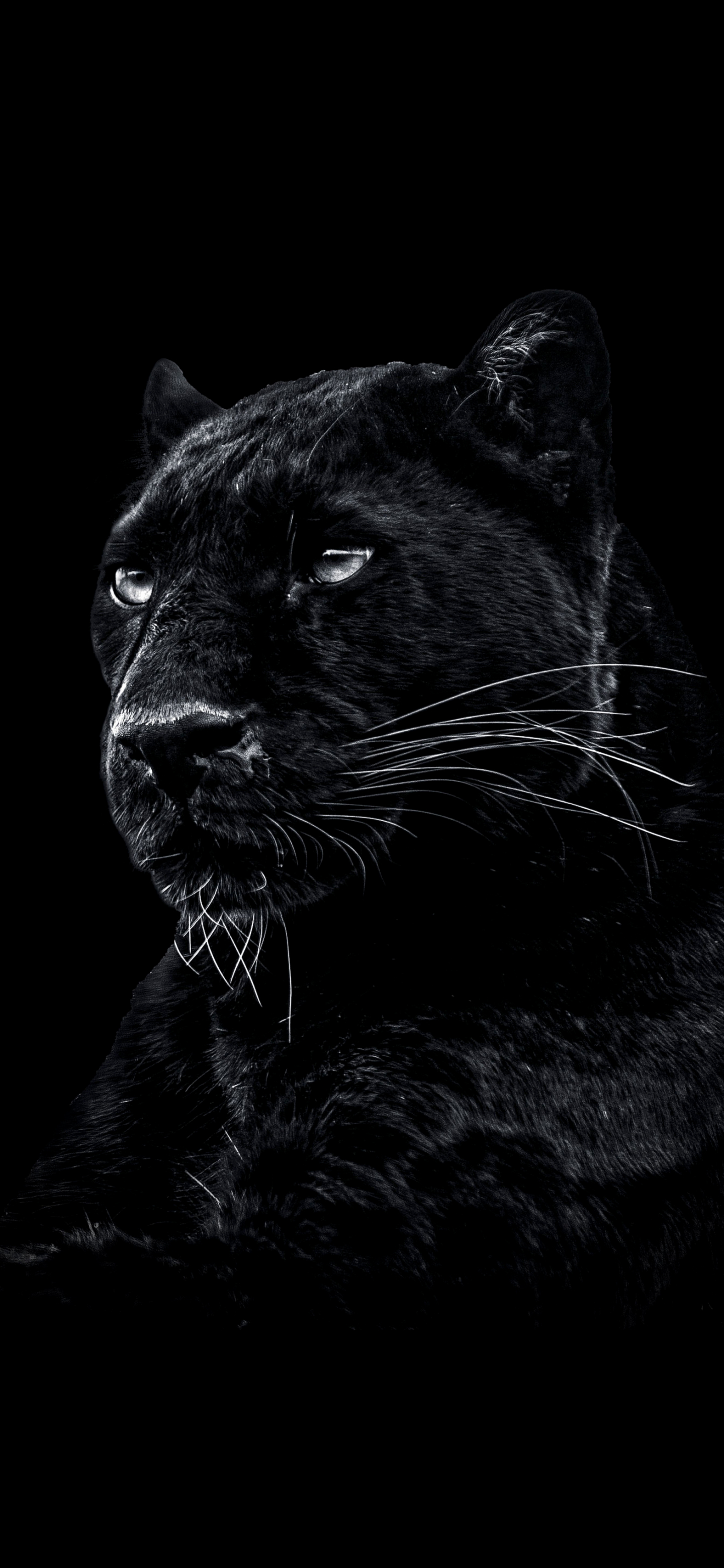 Puma negro fondo de pantalla 2025