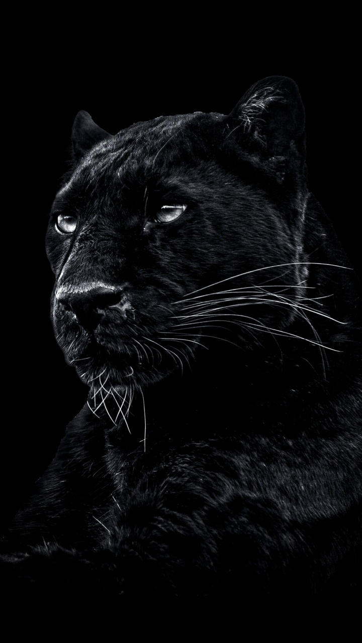 Panthera, Salvaje Una Pantera Negra, Jaguar, Leones, Puma. Wallpaper in 720x1280 Resolution