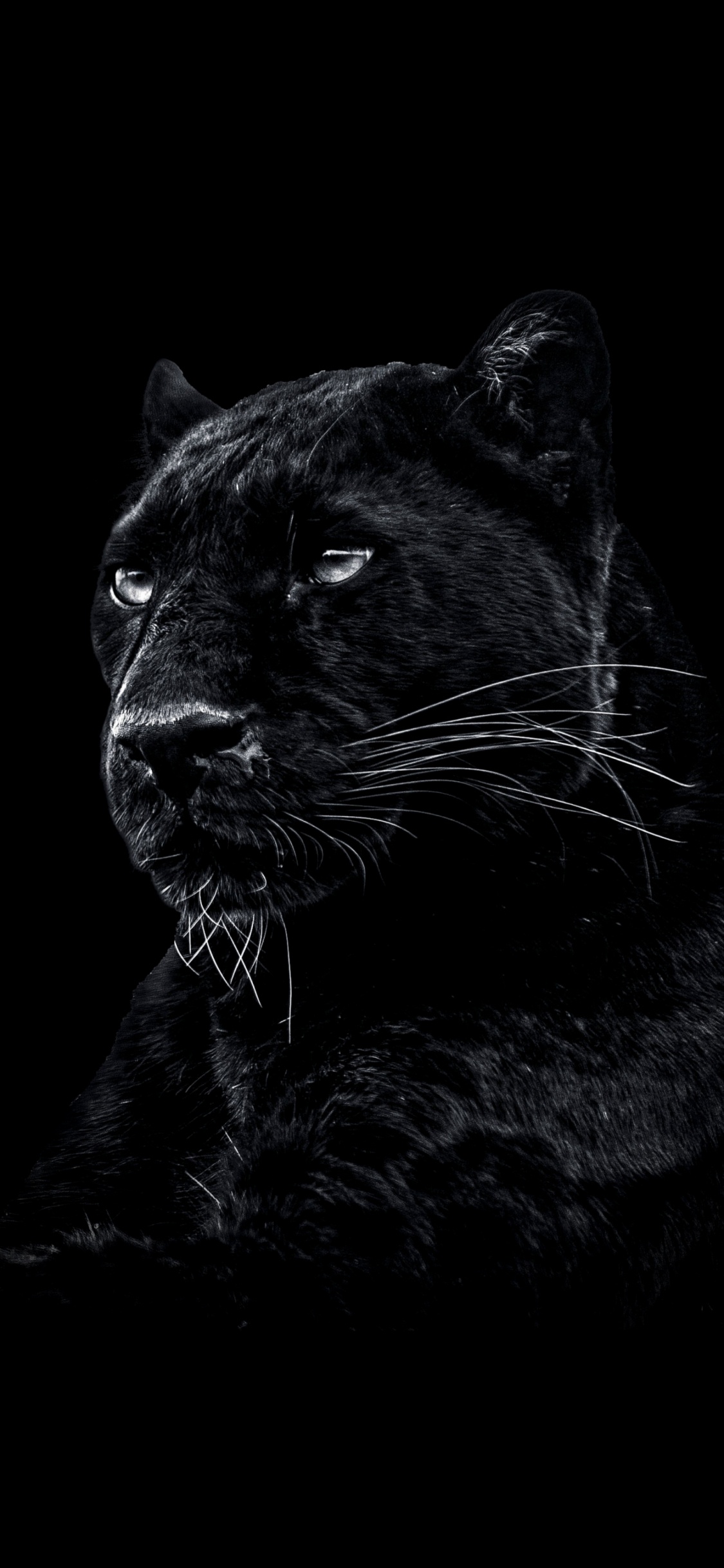 Panthera, Sauvage Une Panthère Noire, Jaguar, Lion, Cougar. Wallpaper in 1125x2436 Resolution