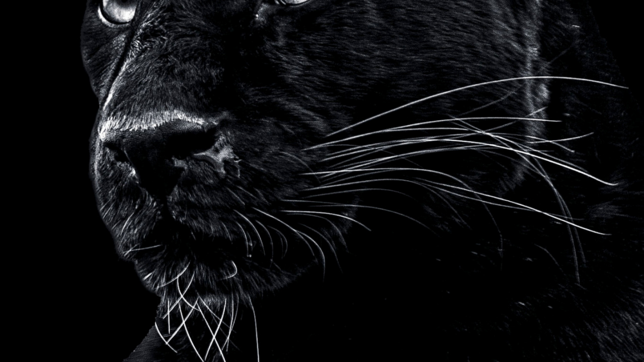 Panthera, Wild a Black Panther, Jaguar, Lion, Cougar. Wallpaper in 1280x720 Resolution