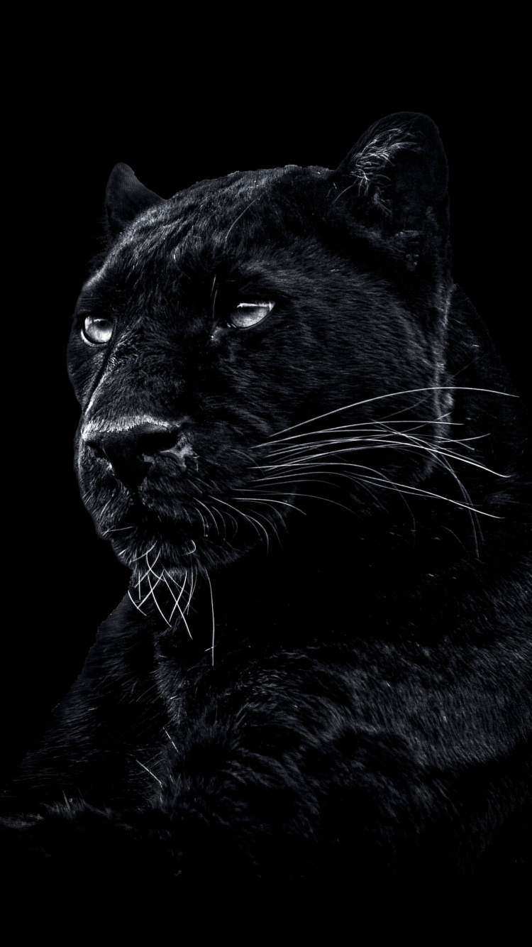 Panthera, Wild a Black Panther, Jaguar, Lion, Cougar. Wallpaper in 750x1334 Resolution