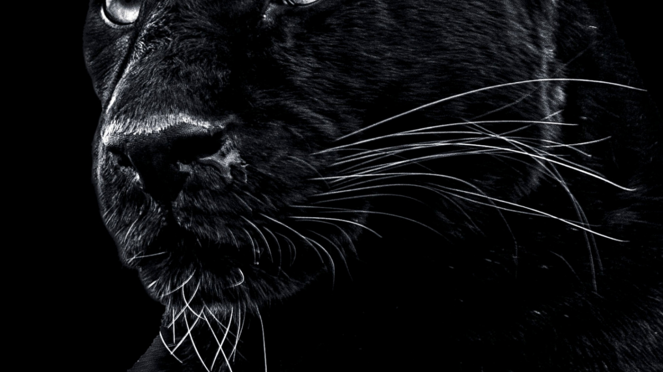 Panthera, Wild Ein Schwarzer Panther, Jaguar, Lion, Cougar. Wallpaper in 1366x768 Resolution