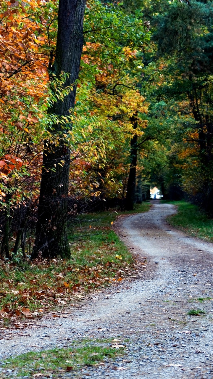 Route en Béton Gris Entre Les Arbres Pendant la Journée. Wallpaper in 720x1280 Resolution
