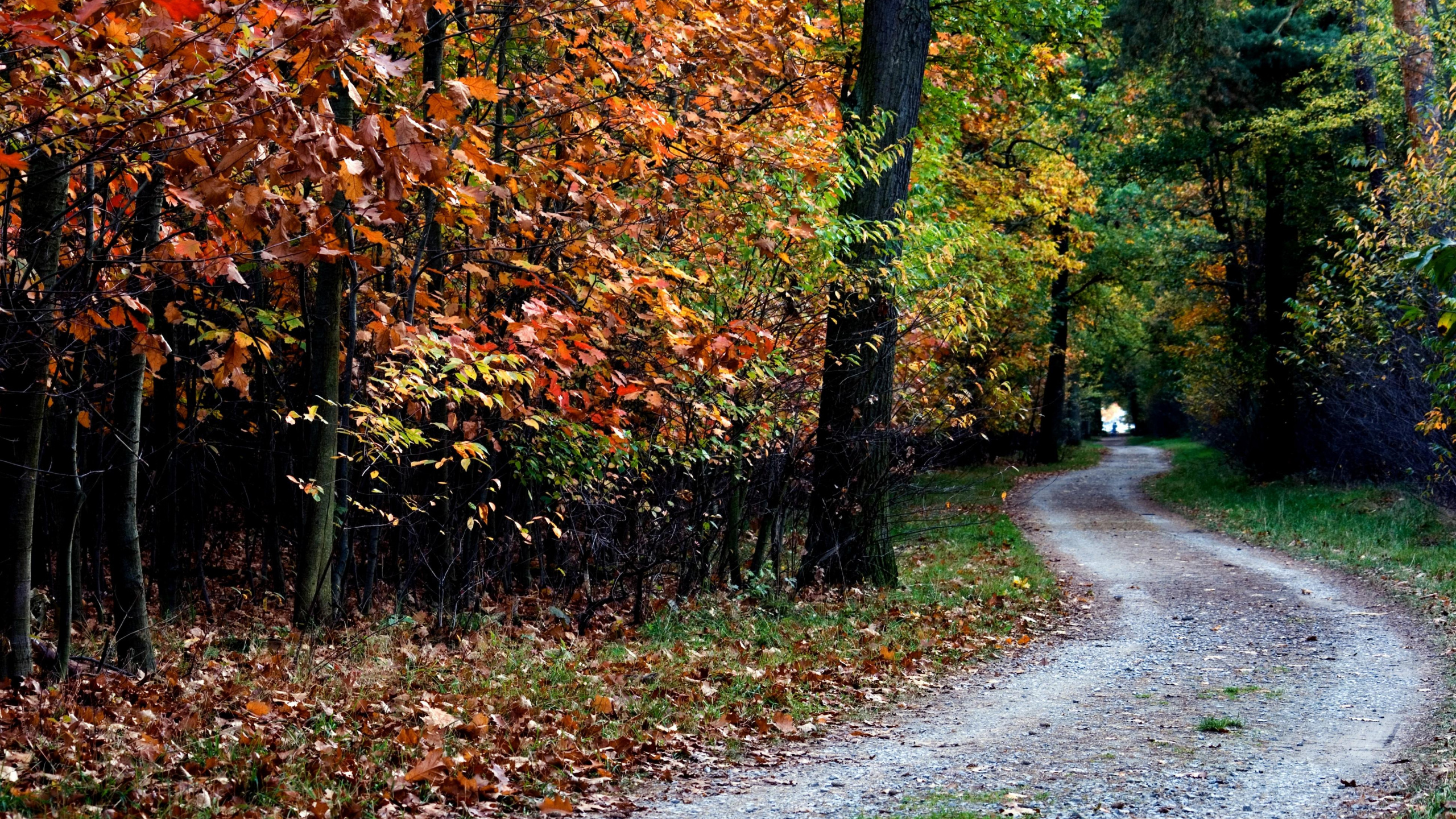 Graue Betonstraße Zwischen Bäumen Tagsüber. Wallpaper in 2560x1440 Resolution