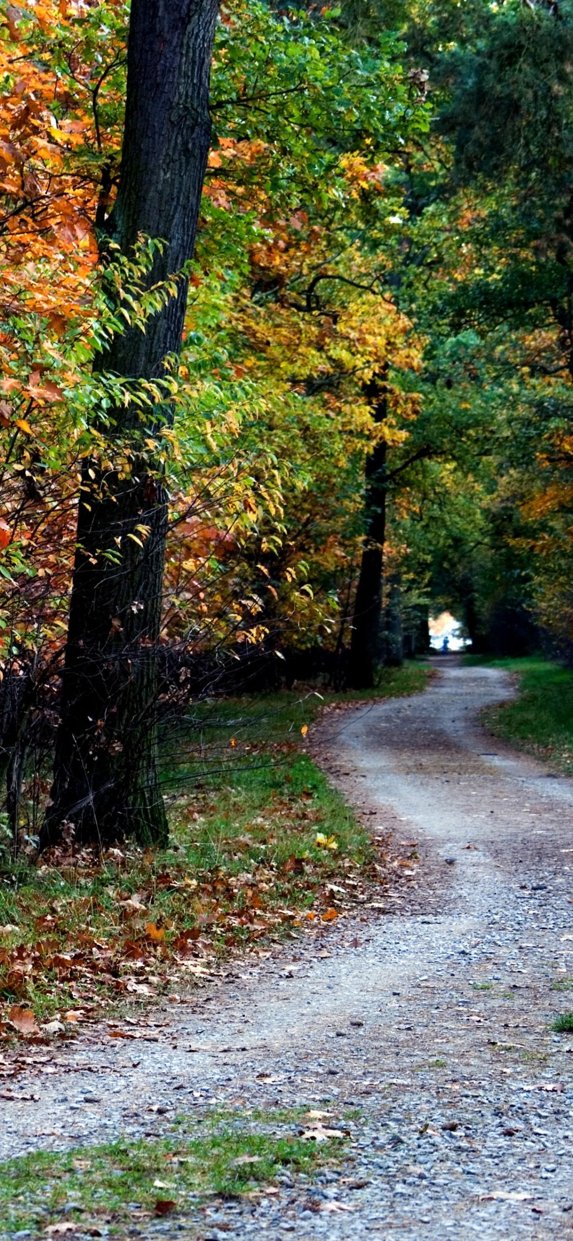 性质, 落叶, 森林, 林地, 路径 壁纸 1125x2436 允许