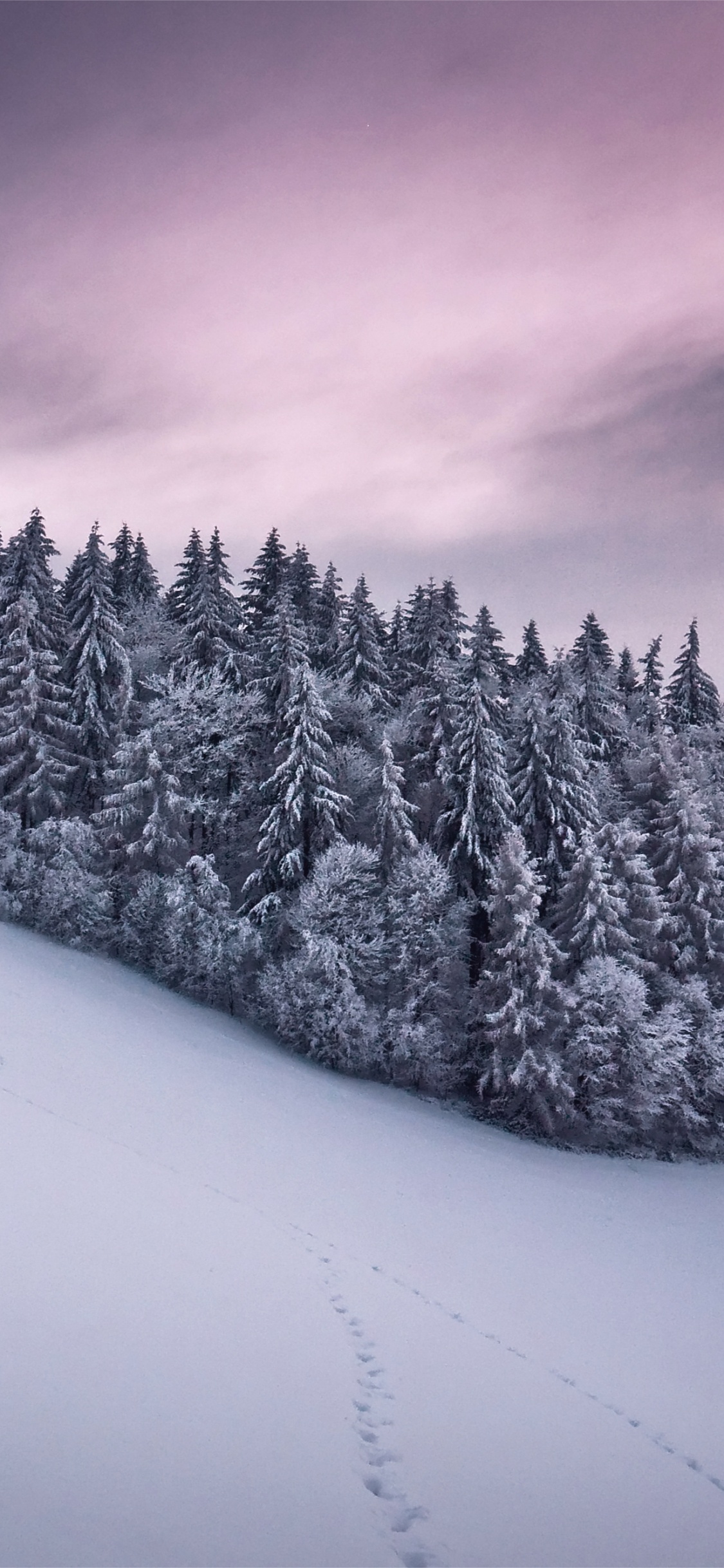 Pinos Cubiertos de Nieve Durante el Día. Wallpaper in 1125x2436 Resolution