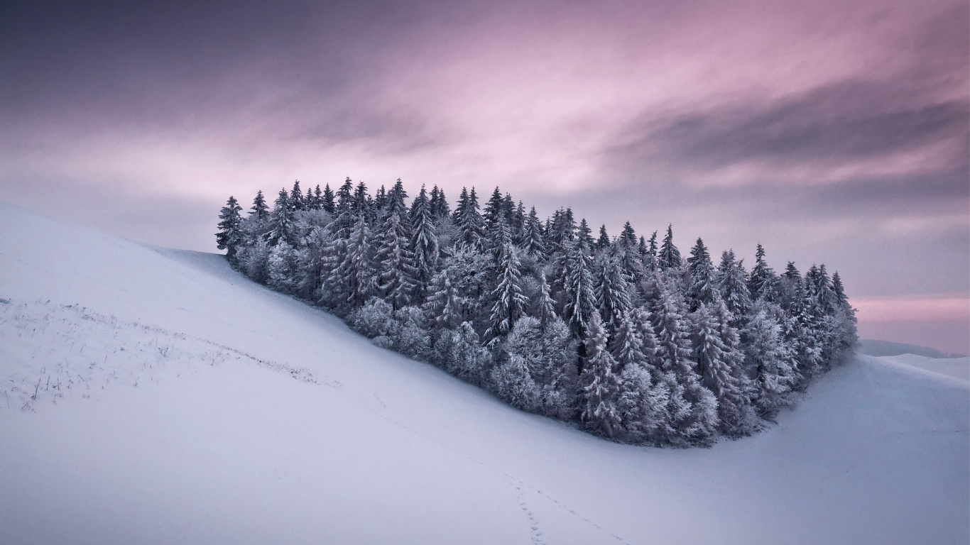 Pinos Cubiertos de Nieve Durante el Día. Wallpaper in 1366x768 Resolution