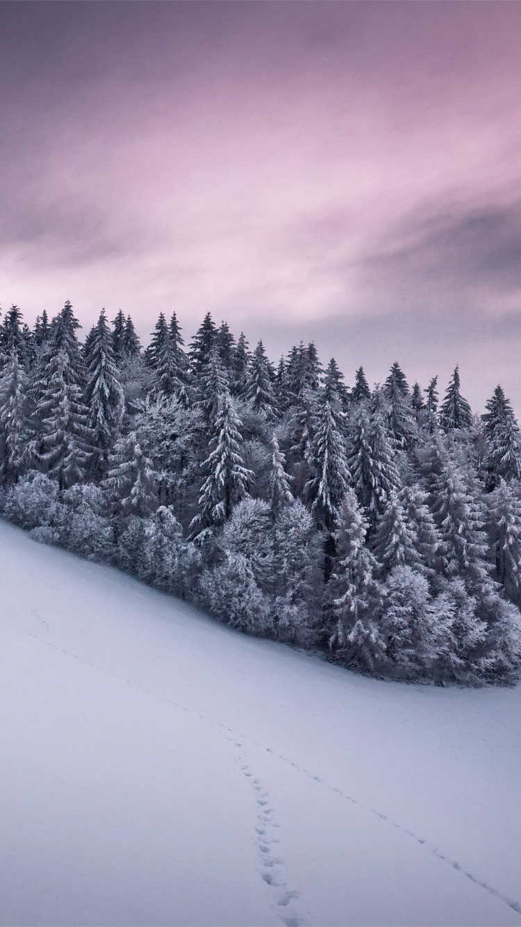 Schneebedeckte Kiefern Tagsüber. Wallpaper in 750x1334 Resolution