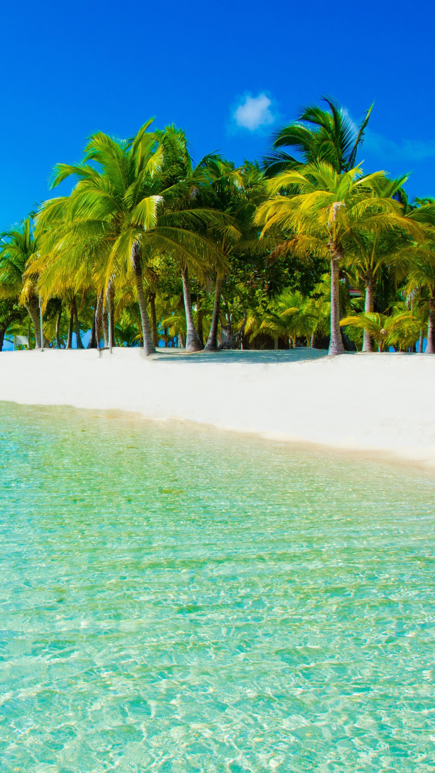 度假村, 热带地区, 大海, 海洋, 加勒比 壁纸 1440x2560 允许