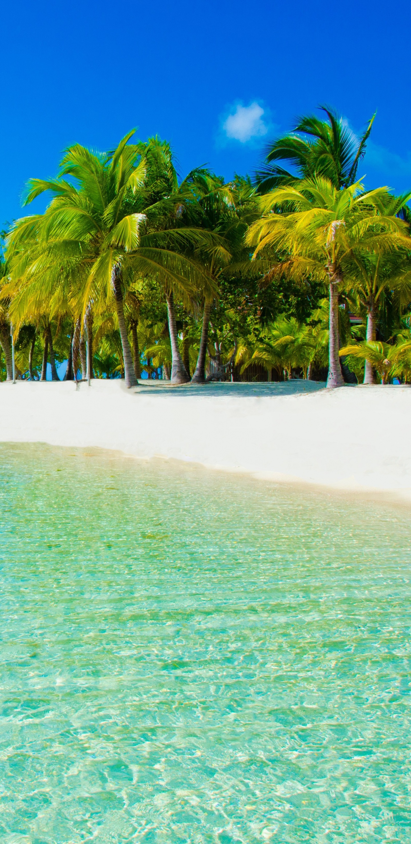 度假村, 热带地区, 大海, 海洋, 加勒比 壁纸 1440x2960 允许