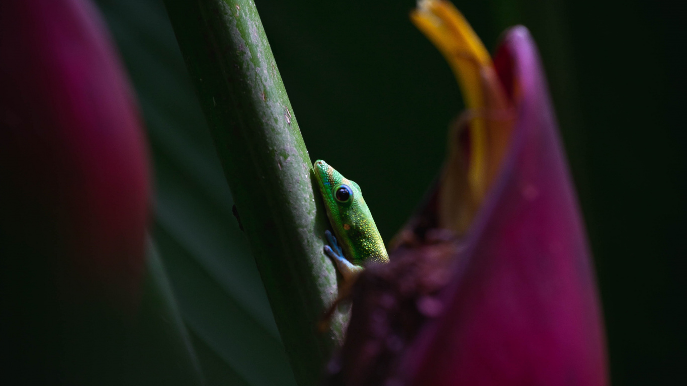 Grenouille Verte Sur Fleur Rose. Wallpaper in 1366x768 Resolution