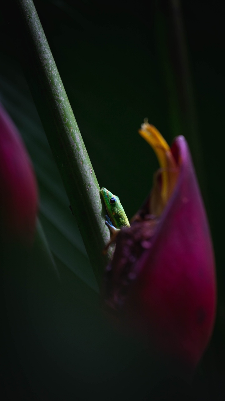 Rana Verde en Flor Rosa. Wallpaper in 720x1280 Resolution
