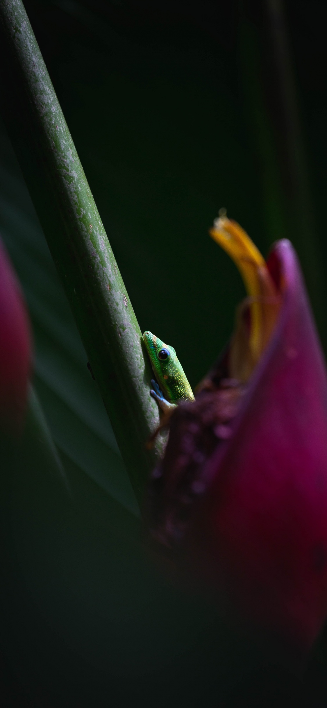 Grüner Frosch Auf Rosa Blume. Wallpaper in 1125x2436 Resolution