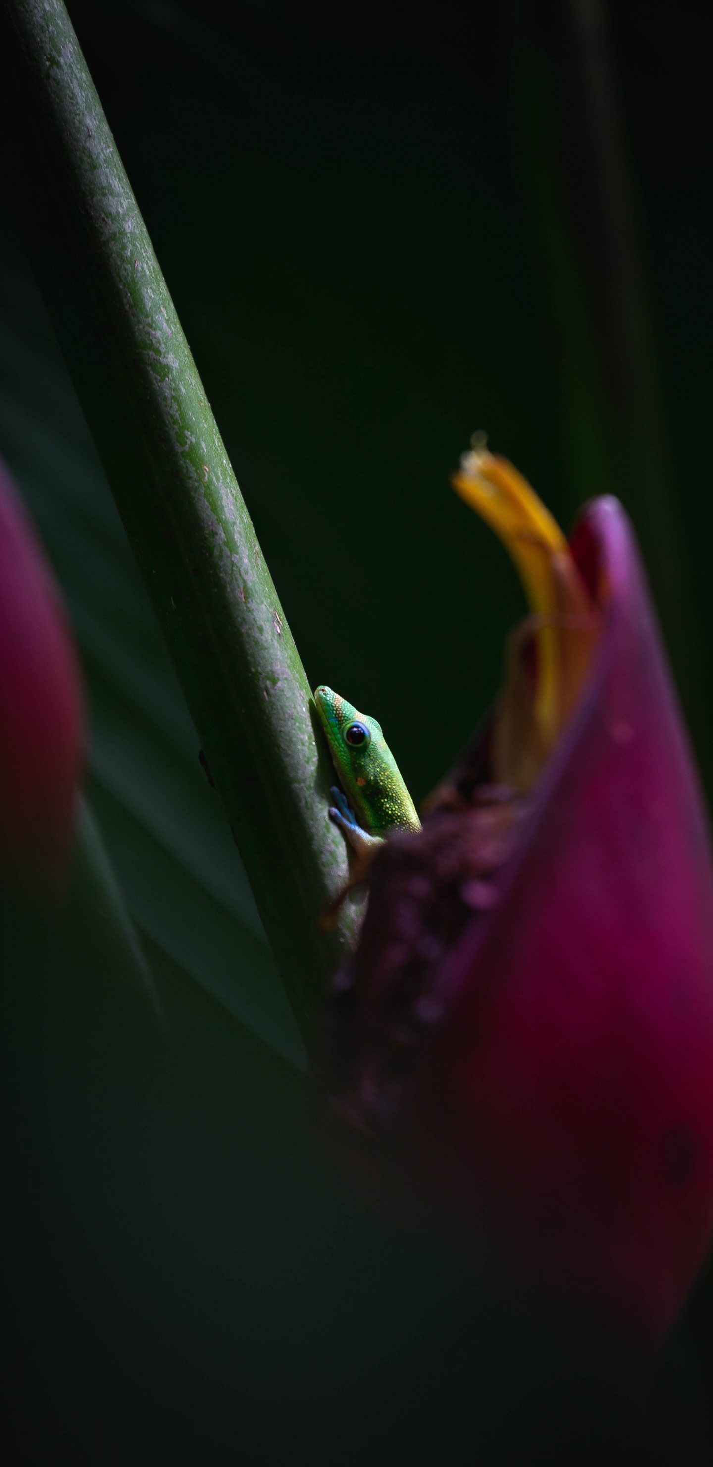 Grüner Frosch Auf Rosa Blume. Wallpaper in 1440x2960 Resolution