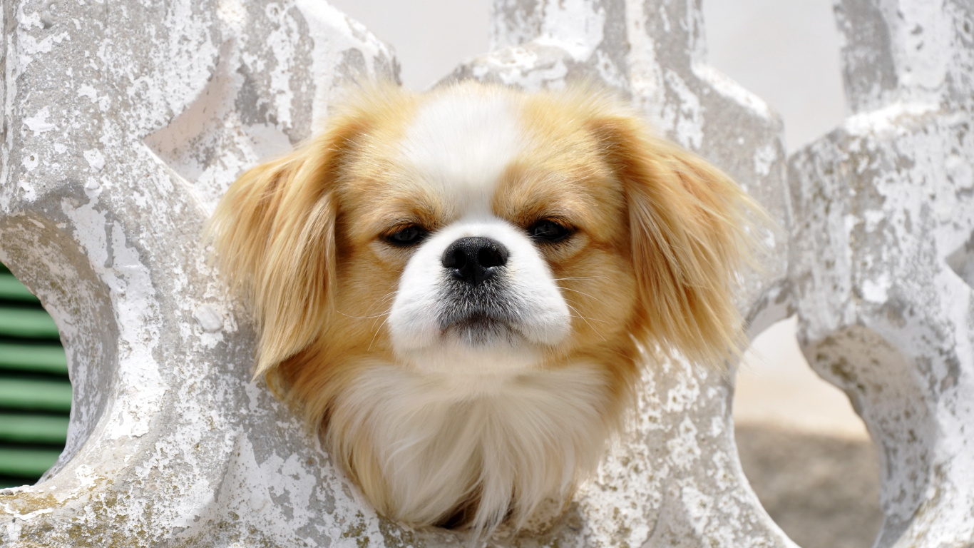 White and Brown Long Haired Small Dog. Wallpaper in 1366x768 Resolution