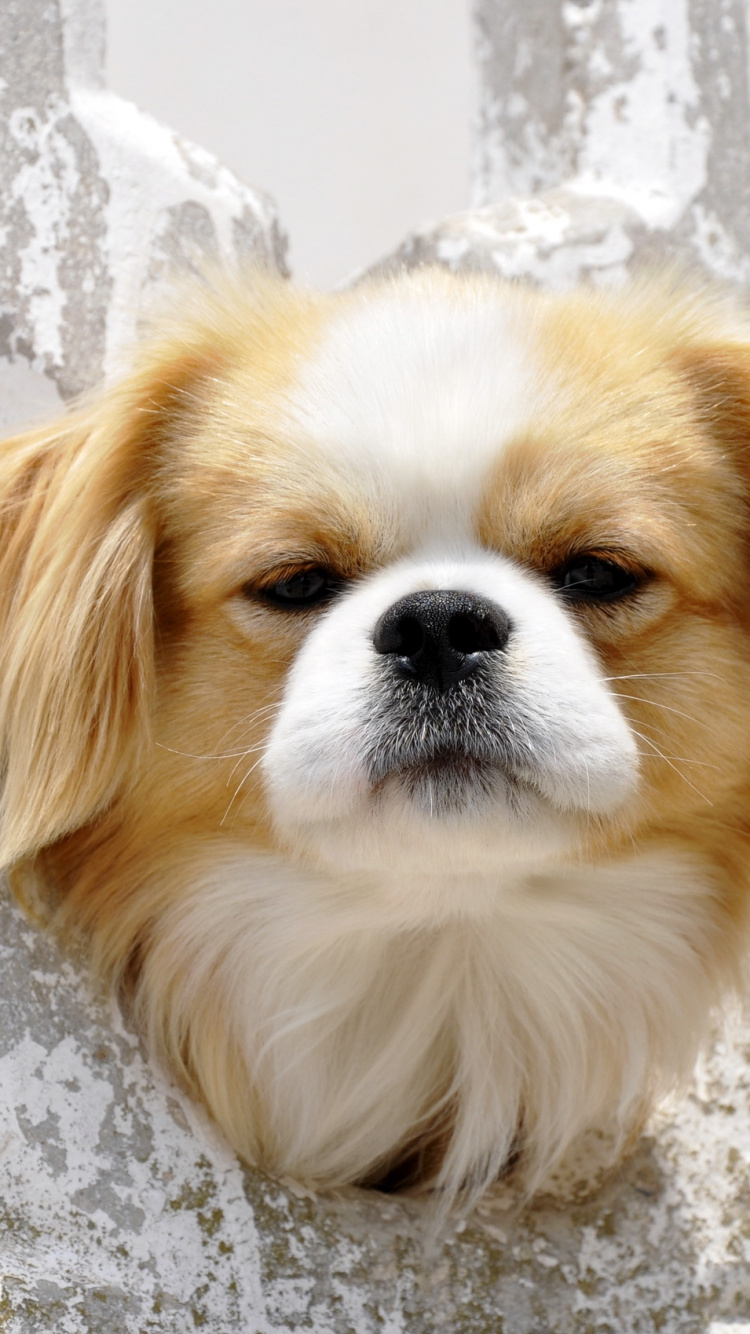 White and Brown Long Haired Small Dog. Wallpaper in 750x1334 Resolution